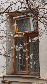 A window with blossoming branches in front.