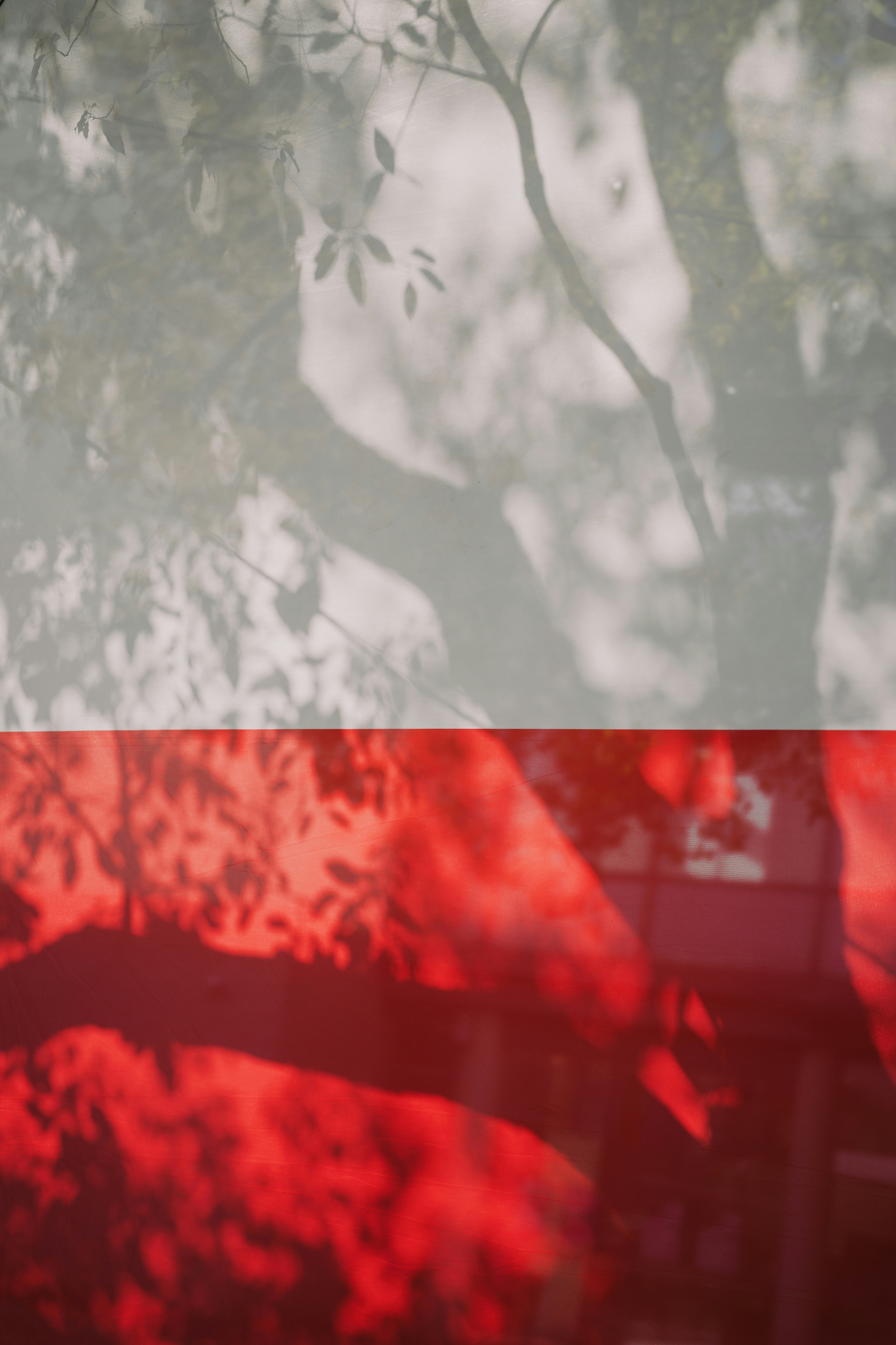 Les ombres d’un arbre créent un contraste rouge et blanc.