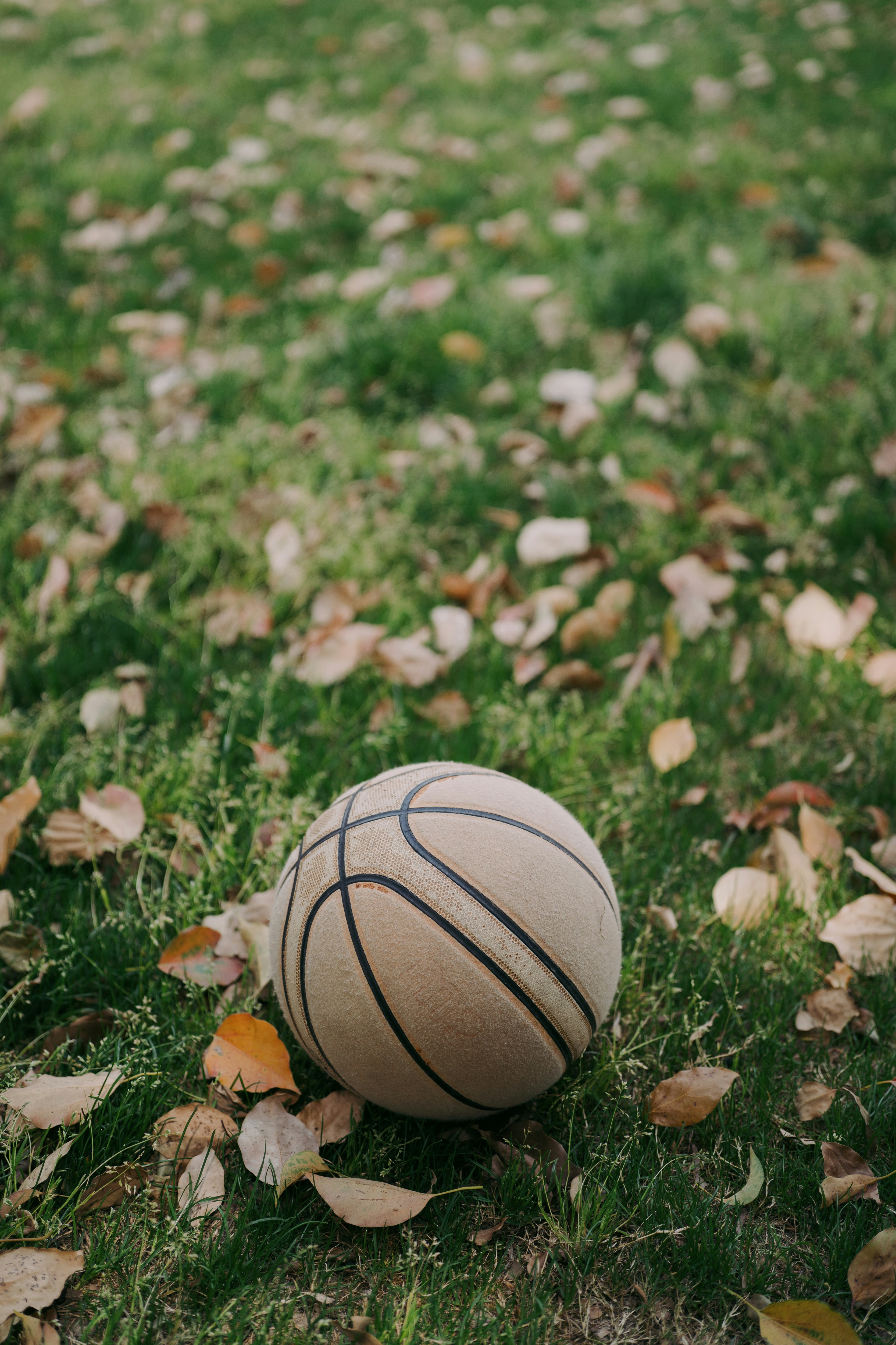 Un ballon de basket repose parmi les feuilles d’automne mortes.