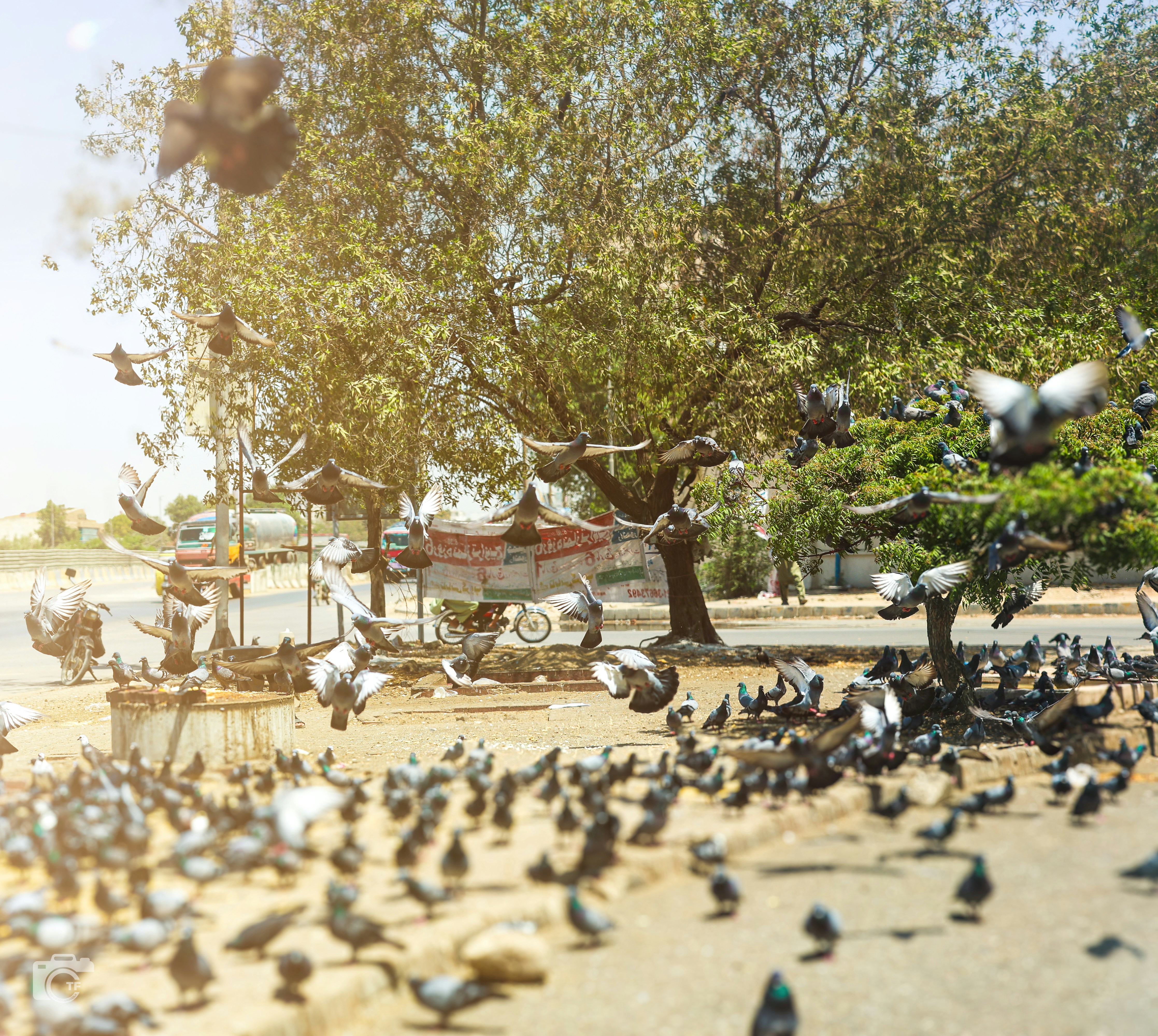 Urban Wildlife: Adapting Morning Routines to City Life (image credits: unsplash)