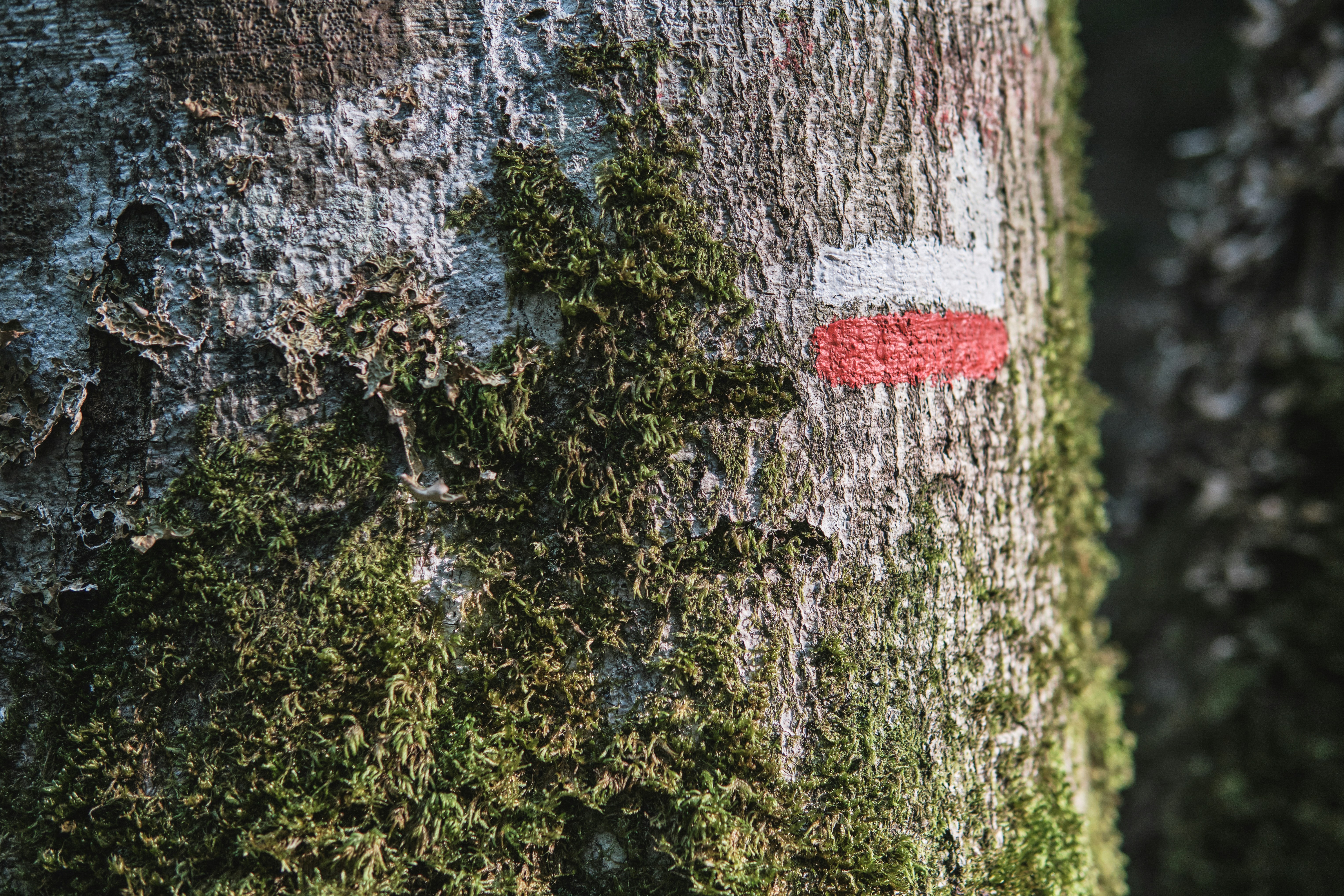 Marcador de sendero en el tronco de un árbol.