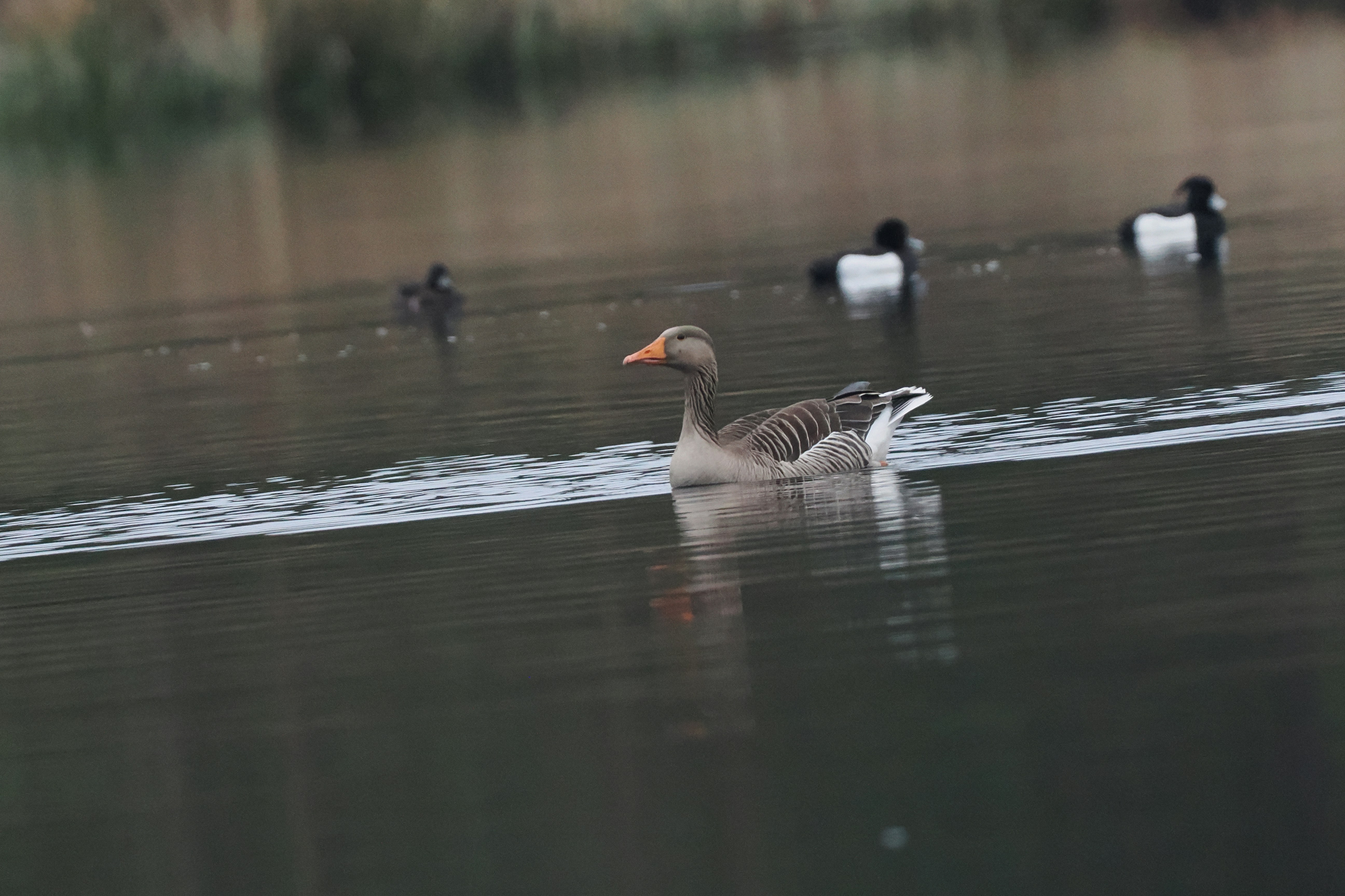 Photo by fotografie_thomas_nolte