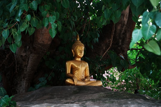 Golden buddha statue sits peacefully under a tree.
