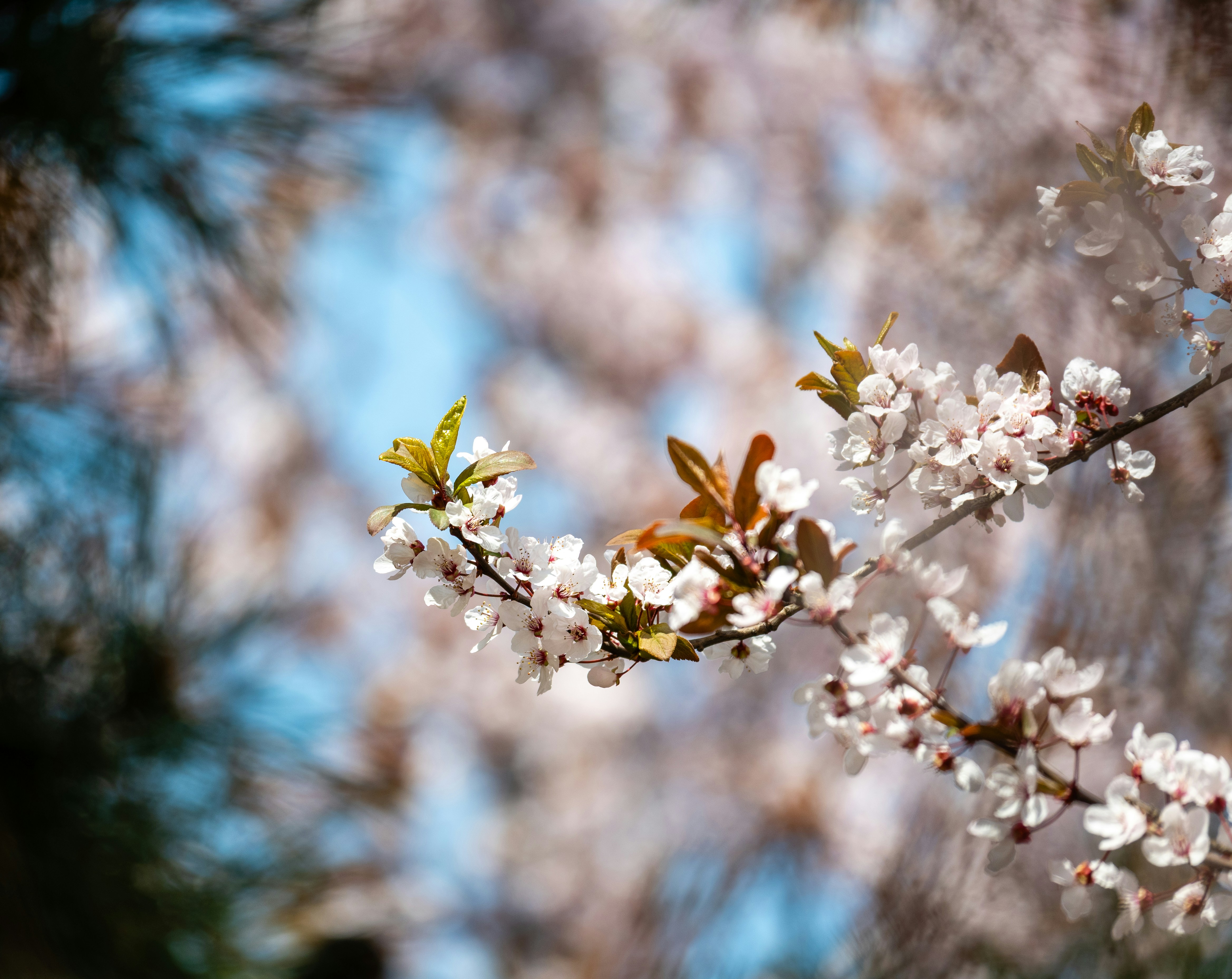 Photo by bashiqi