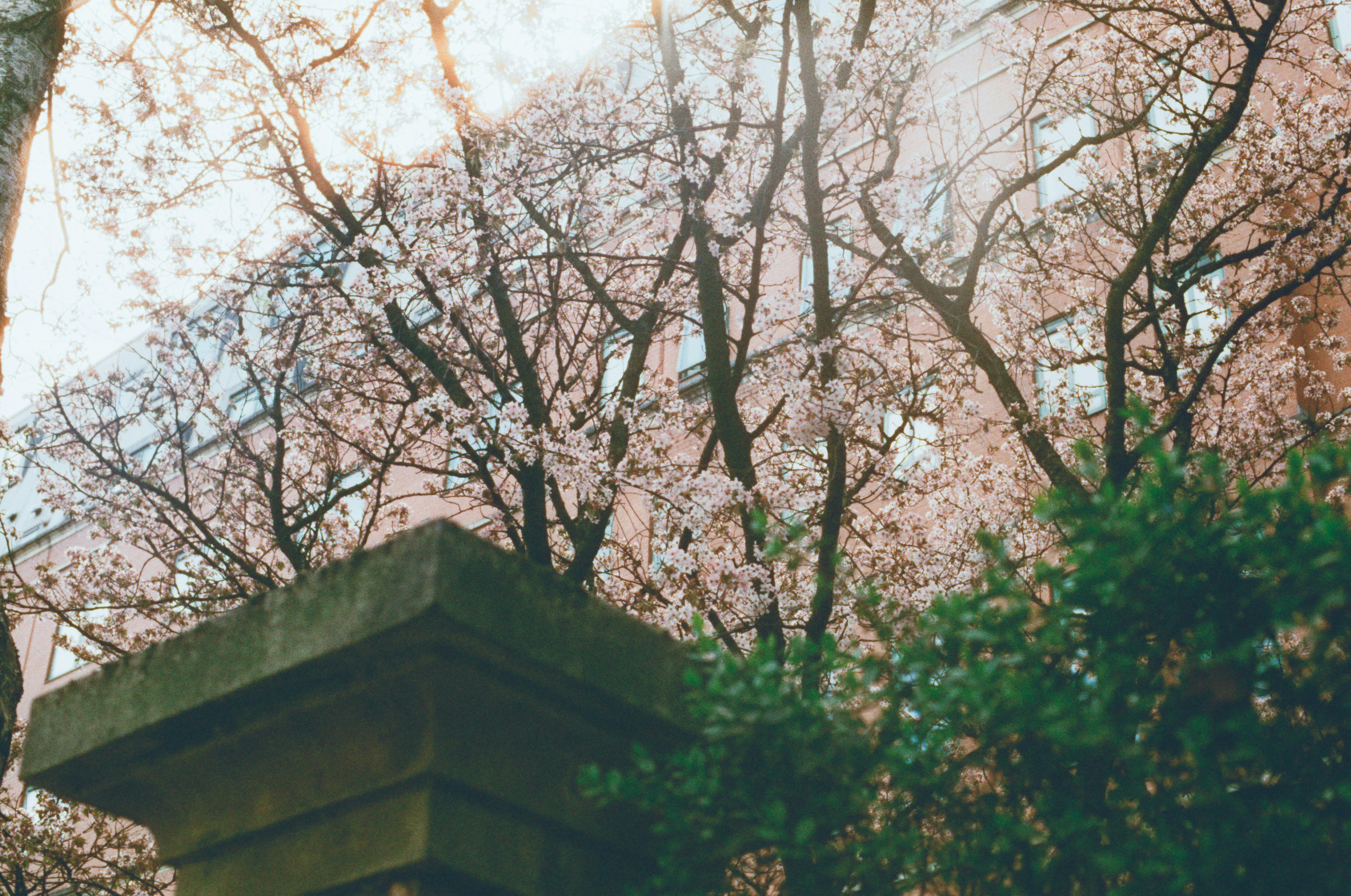 Blossom trees frame a building on a bright day.