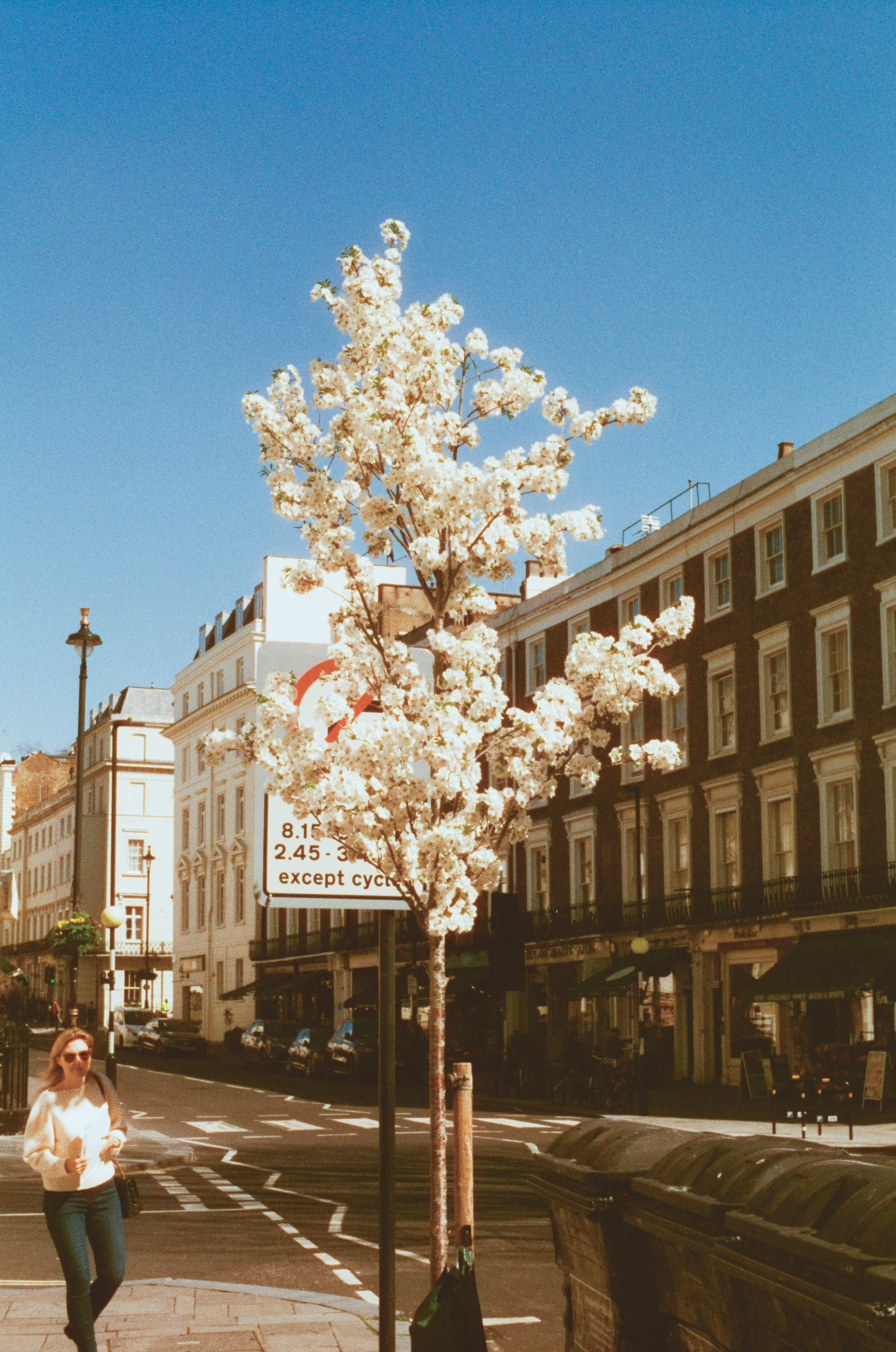 A tree blooms on a sunny city street.