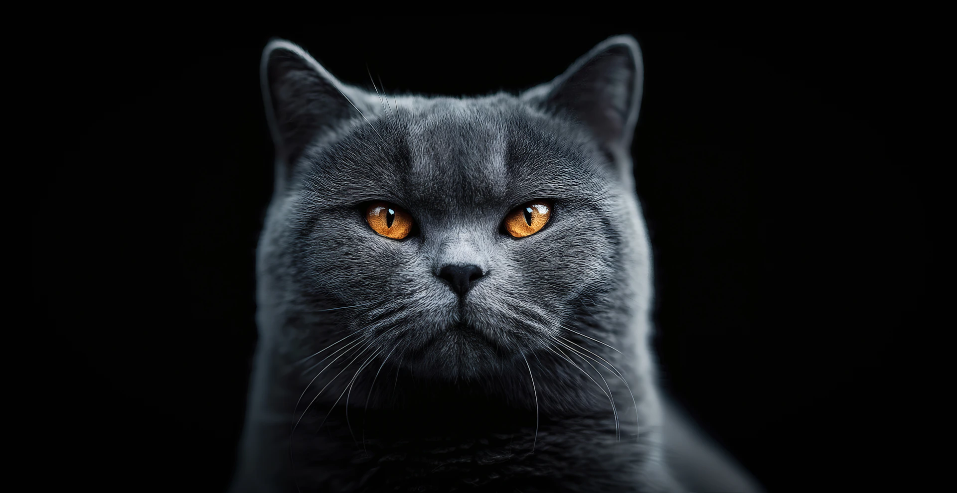 A blue cat with orange eyes on black.