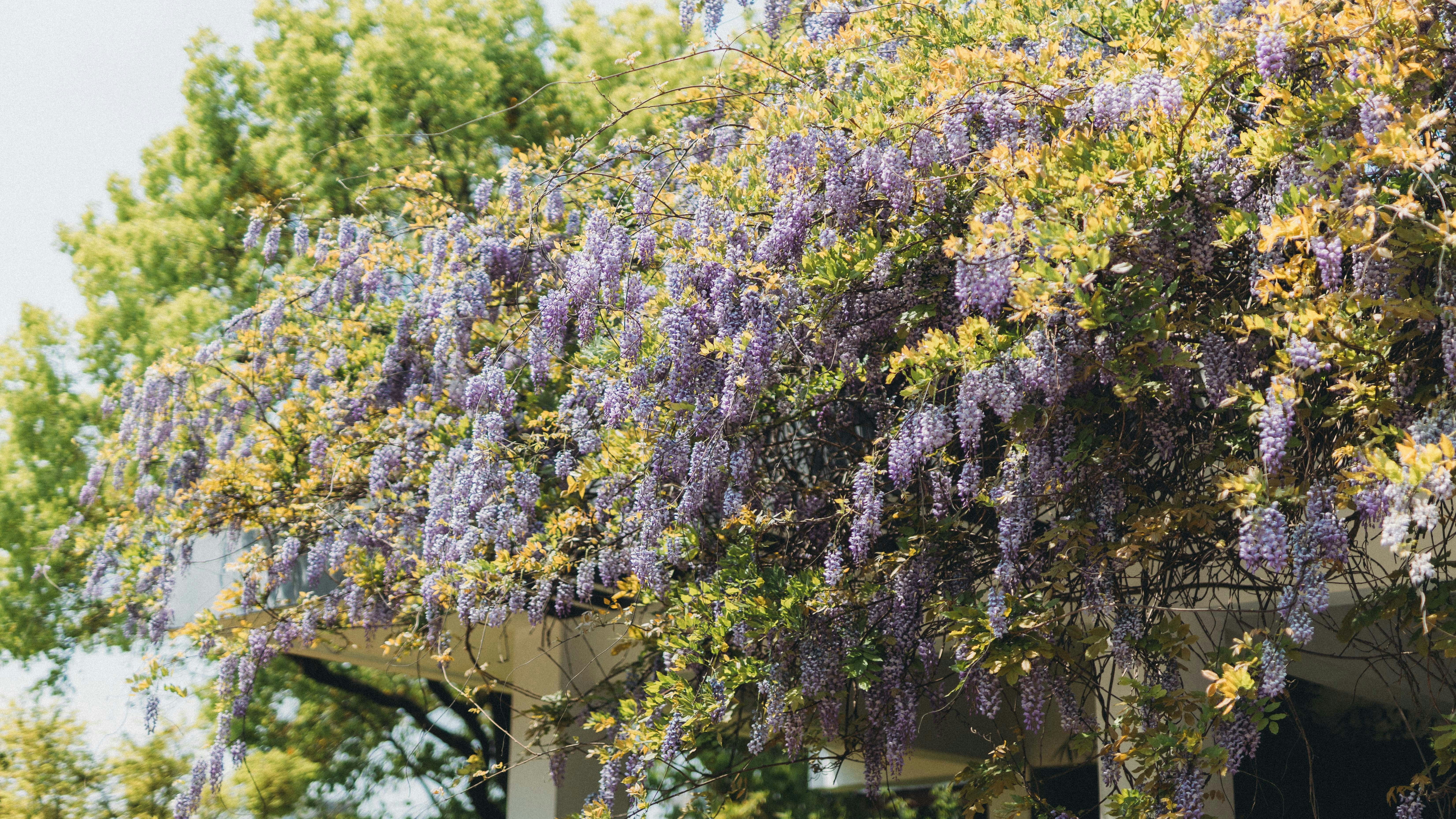 As glicínias roxas florescem abundantemente em uma treliça.