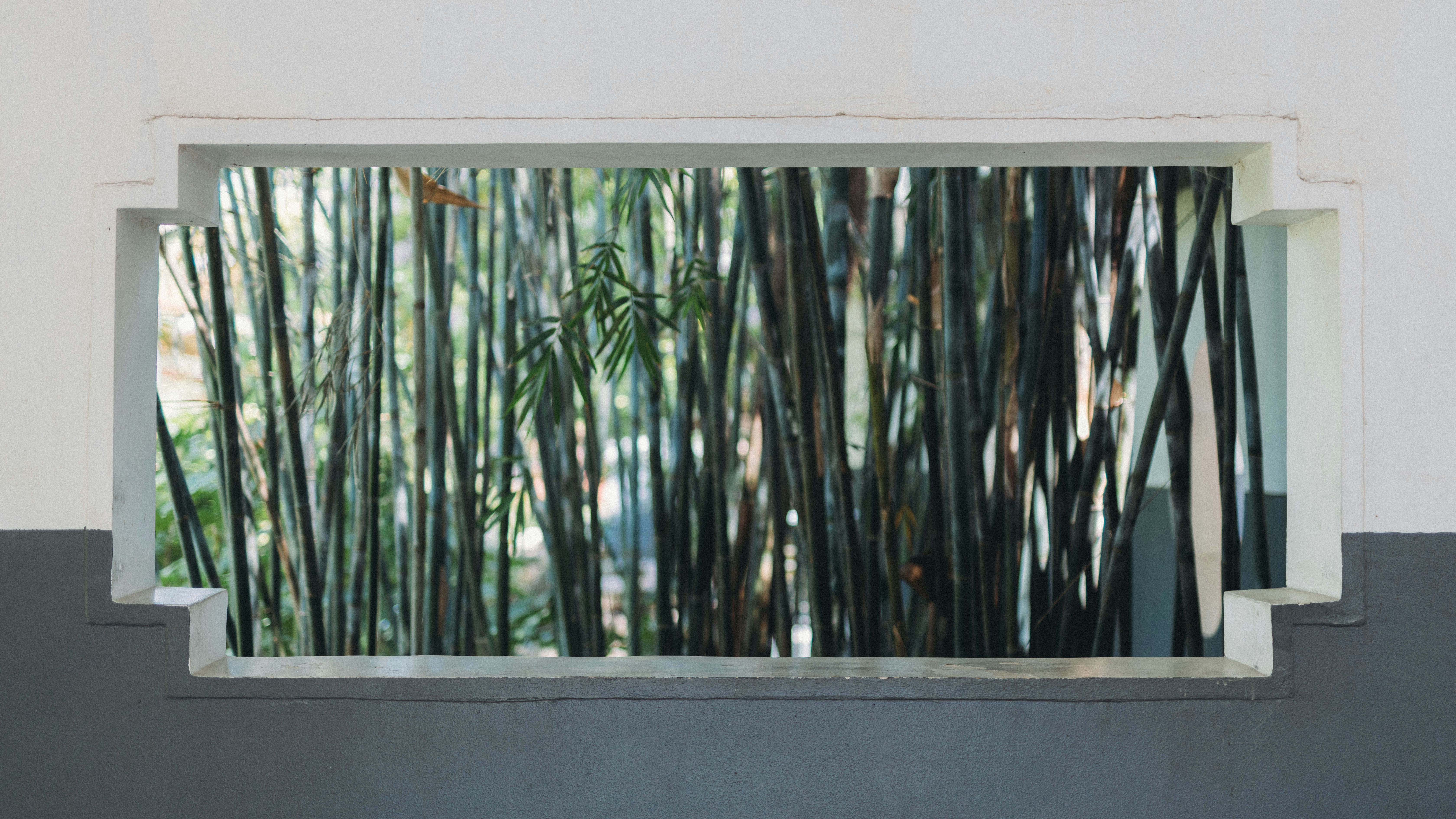 Floresta de bambu vista através de uma janela decorativa.