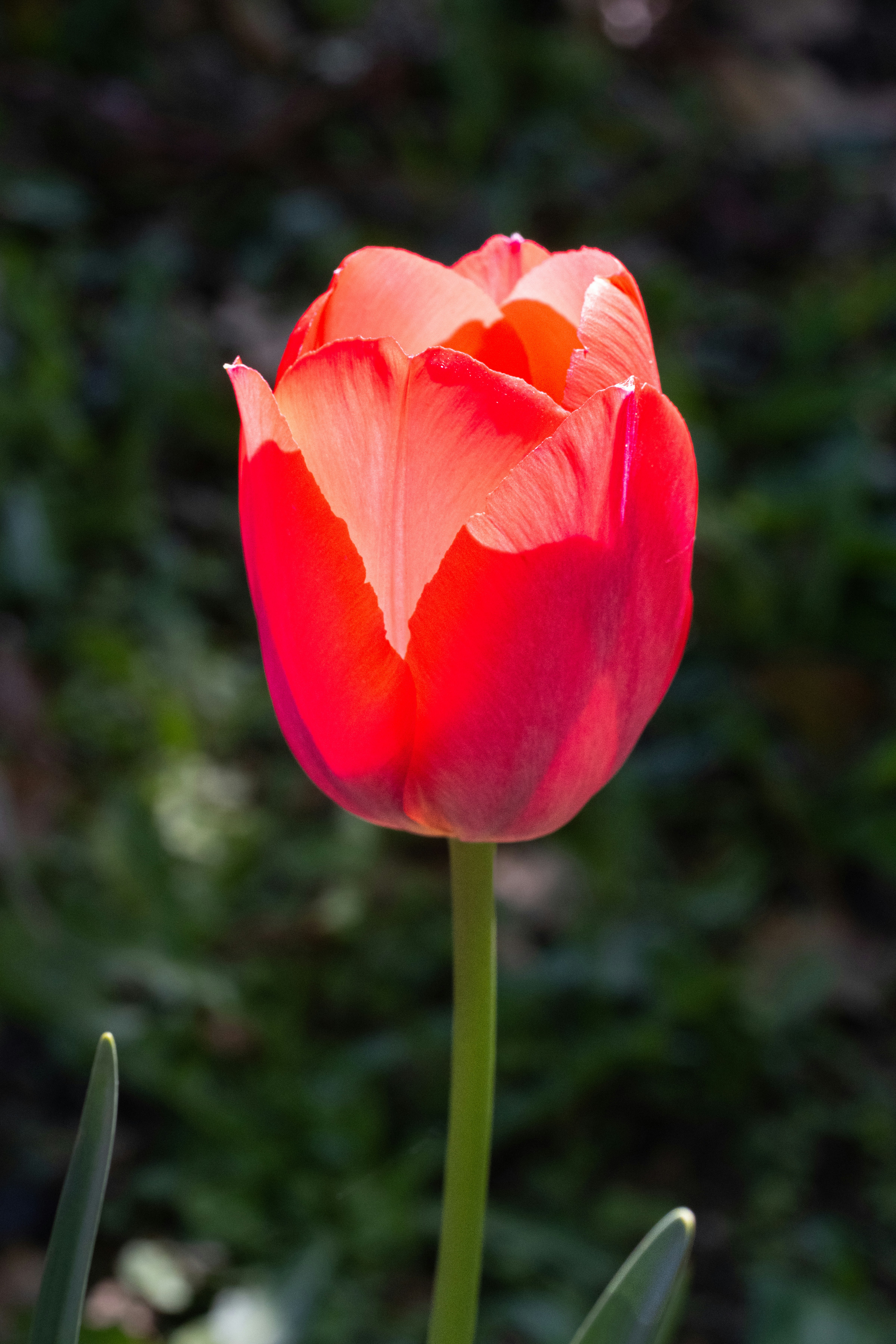 Photo by siegfriedpoepperl