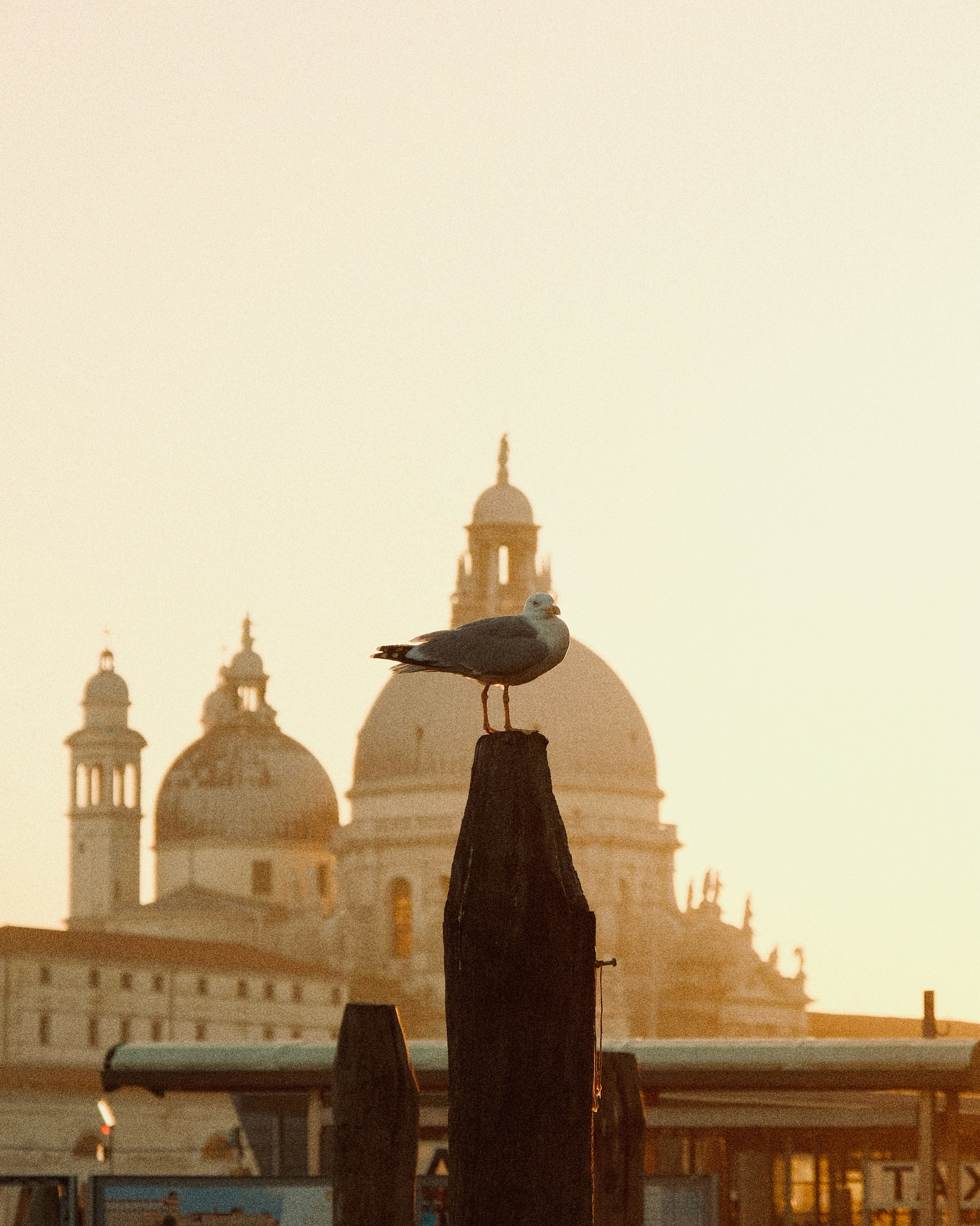 Photo by ivosouzamartins