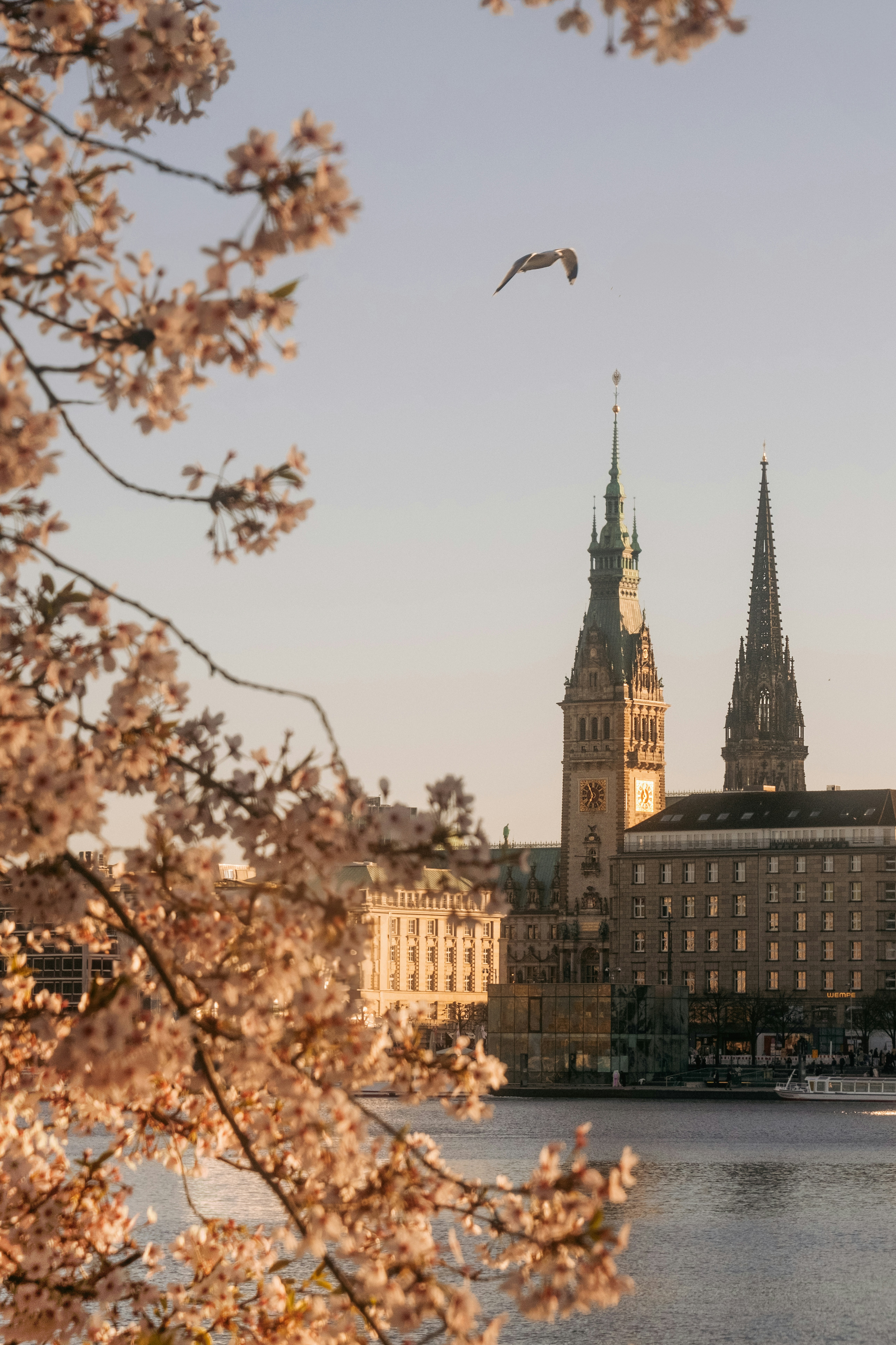 Cherry blossoms frame a european city's skyline.