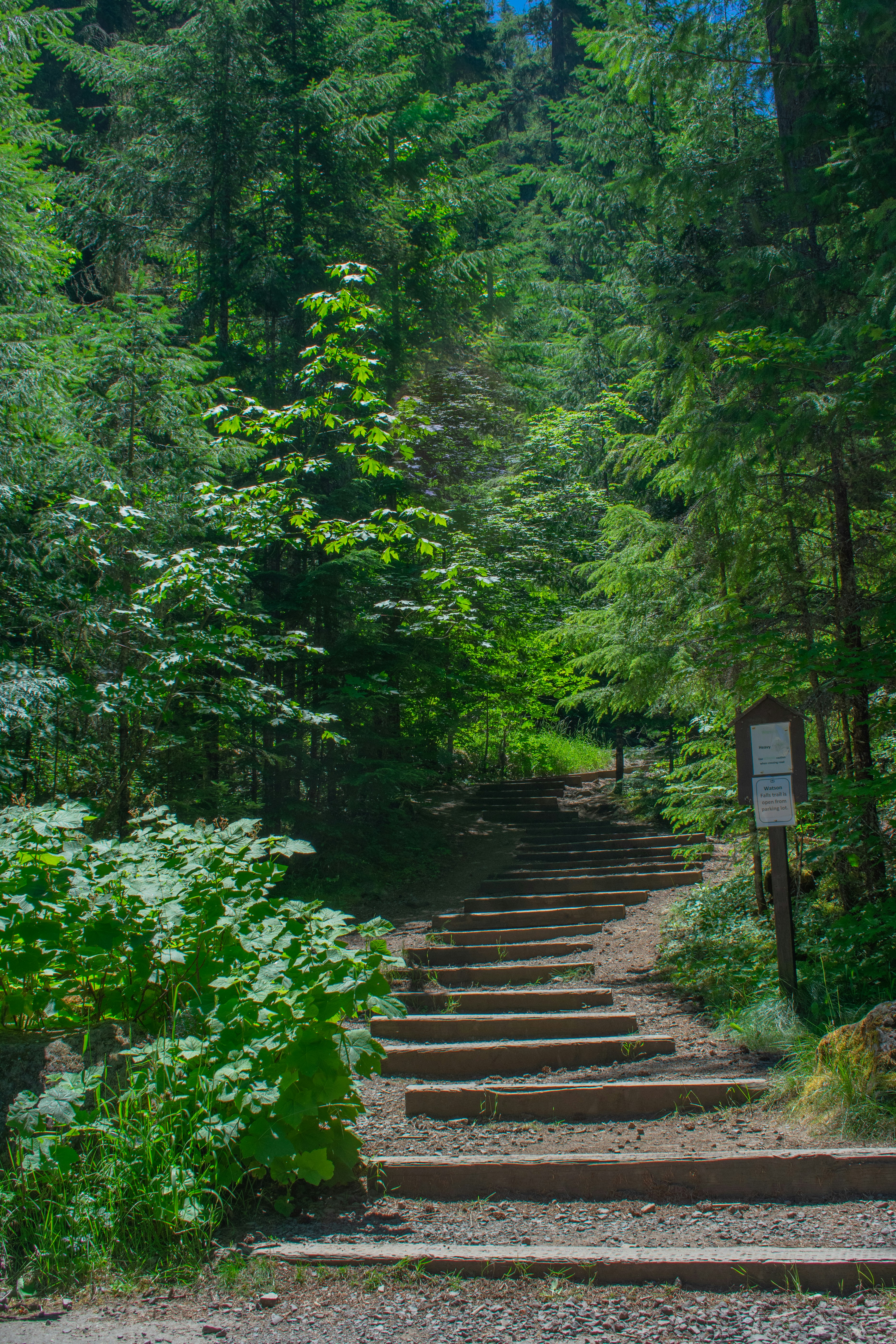 Gradini di legno conducono su un lussureggiante e verde sentiero forestale.