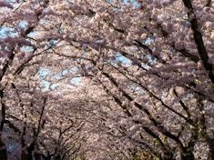 Cherry blossoms bloom, creating a beautiful canopy.