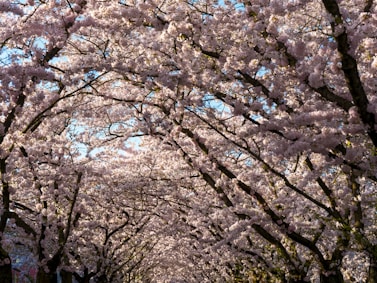 Cherry blossoms bloom, creating a beautiful canopy.
