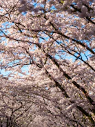 Cherry blossoms bloom beautifully against a bright blue sky.