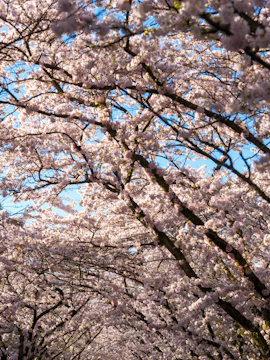 Cherry blossoms bloom beautifully against a bright blue sky.