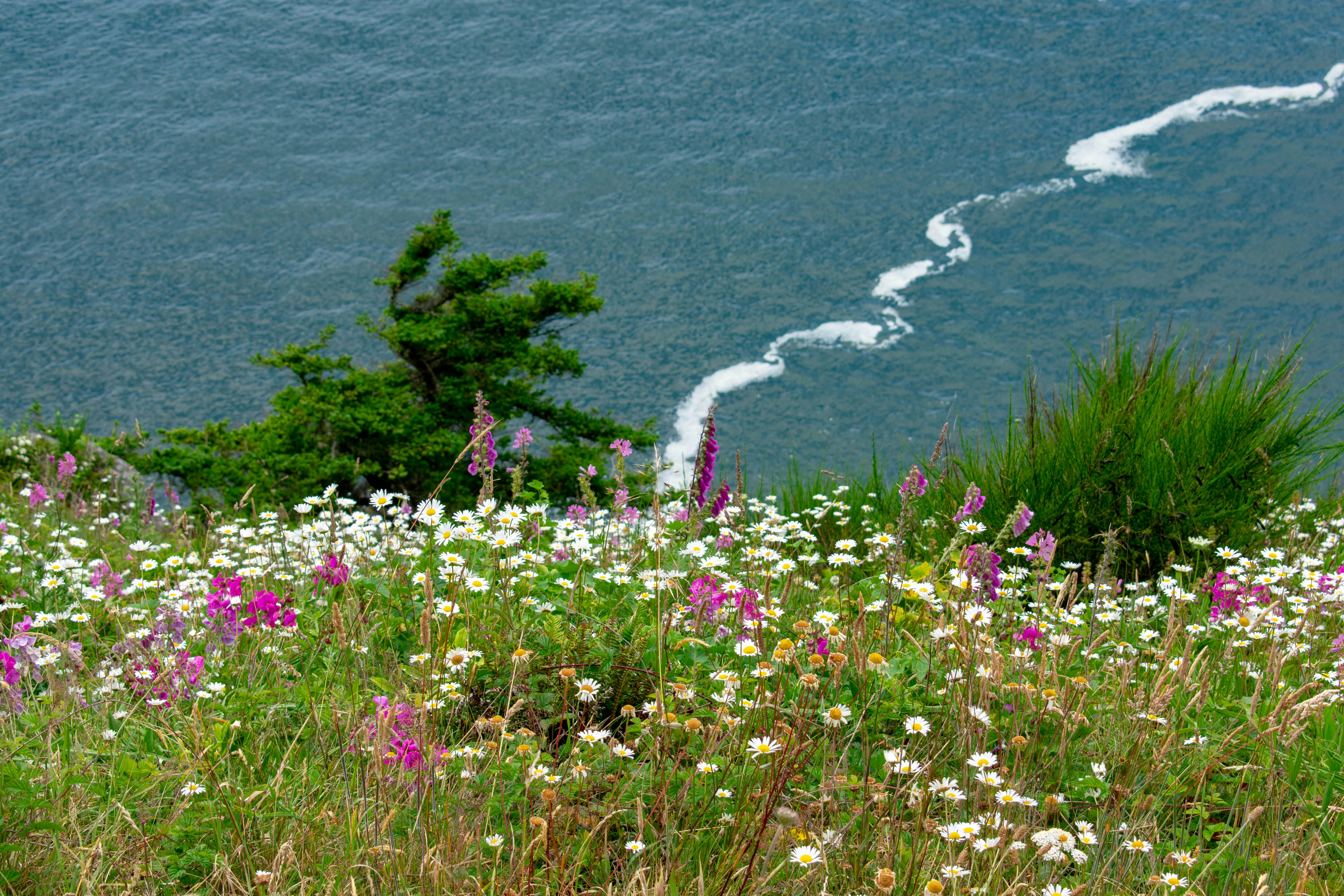 I fiori selvatici sbocciano lungo una costa con la schiuma del mare.