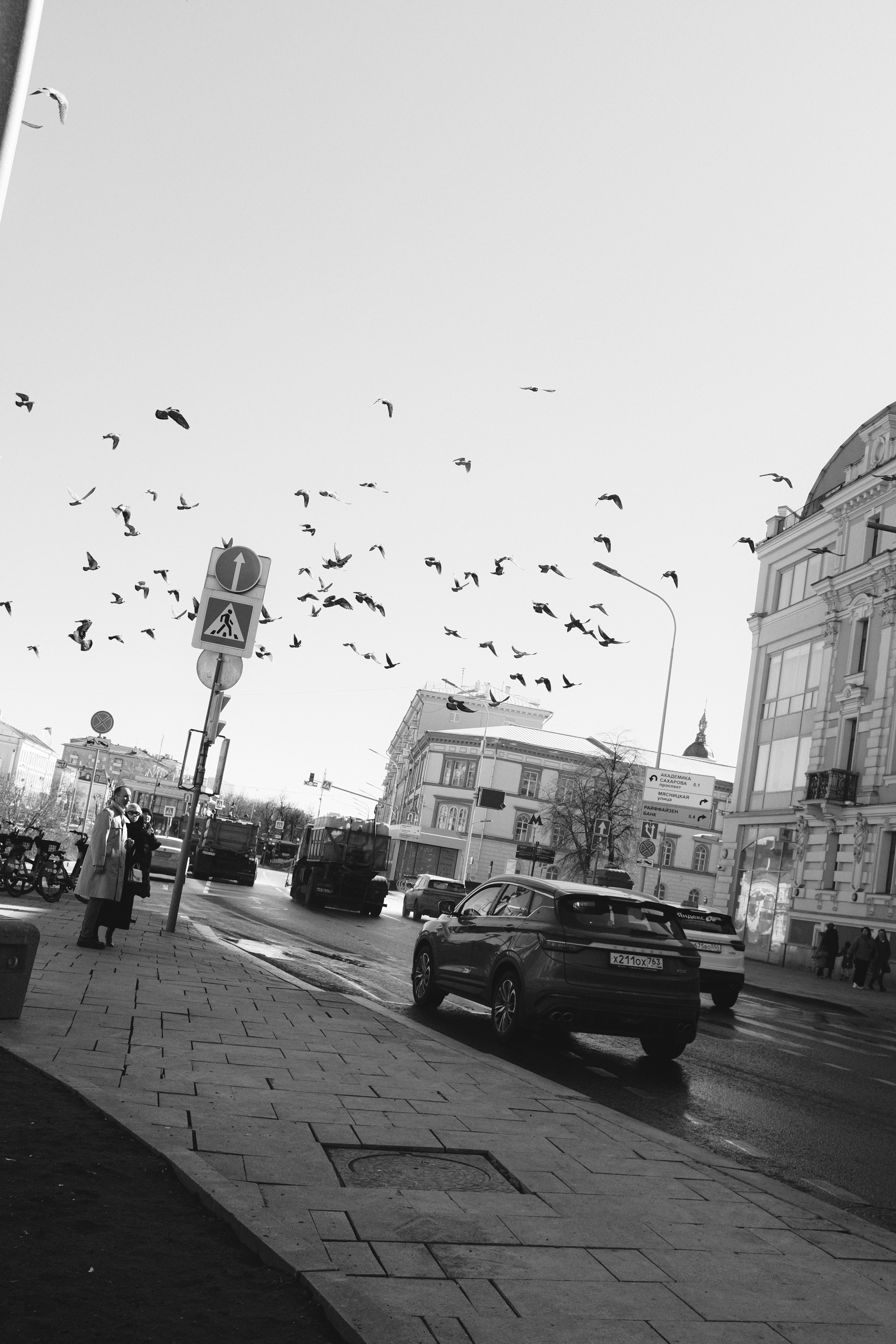 Los pájaros vuelan sobre una concurrida calle de la ciudad.