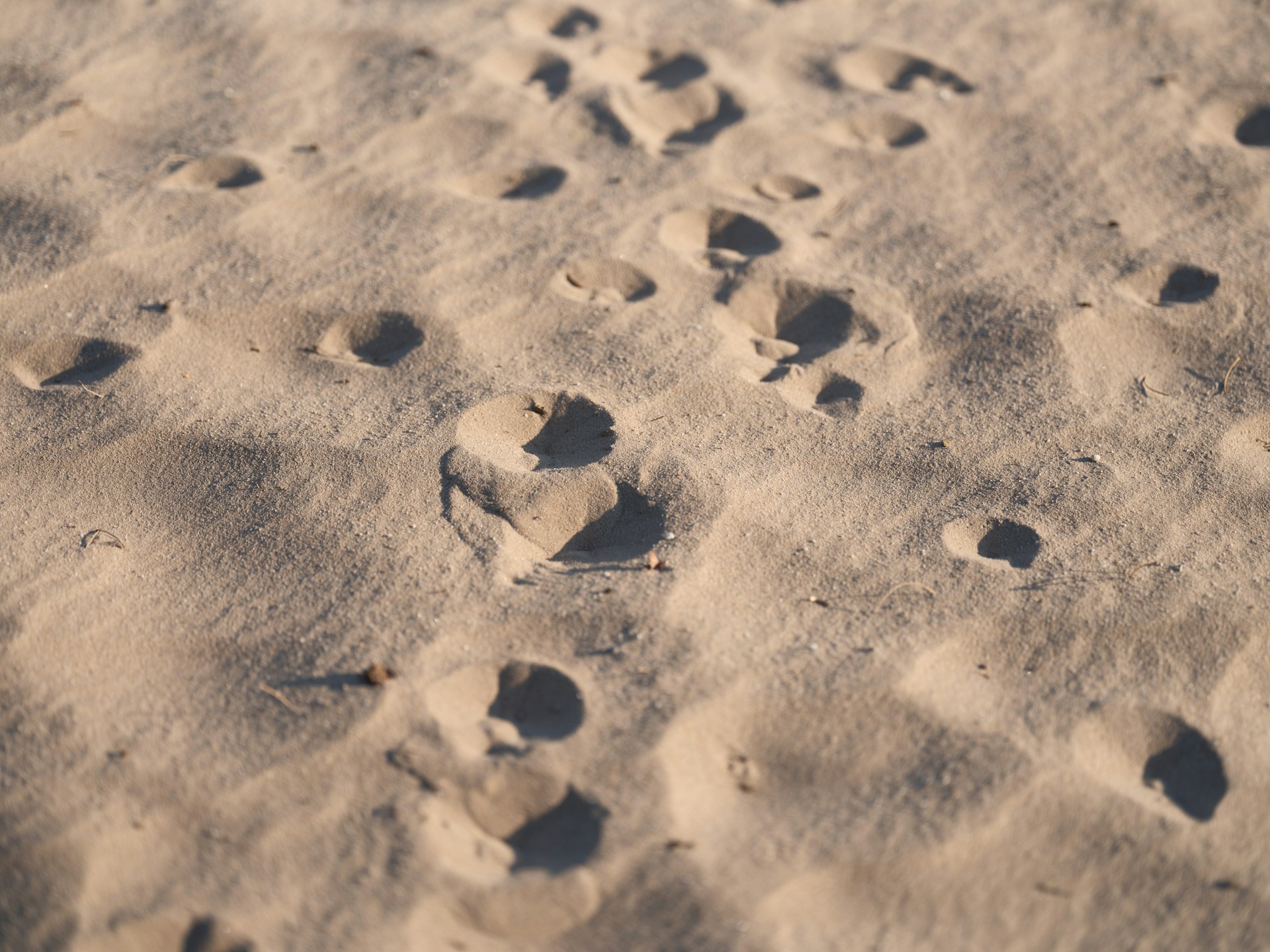 Footprints are scattered across a sandy surface.