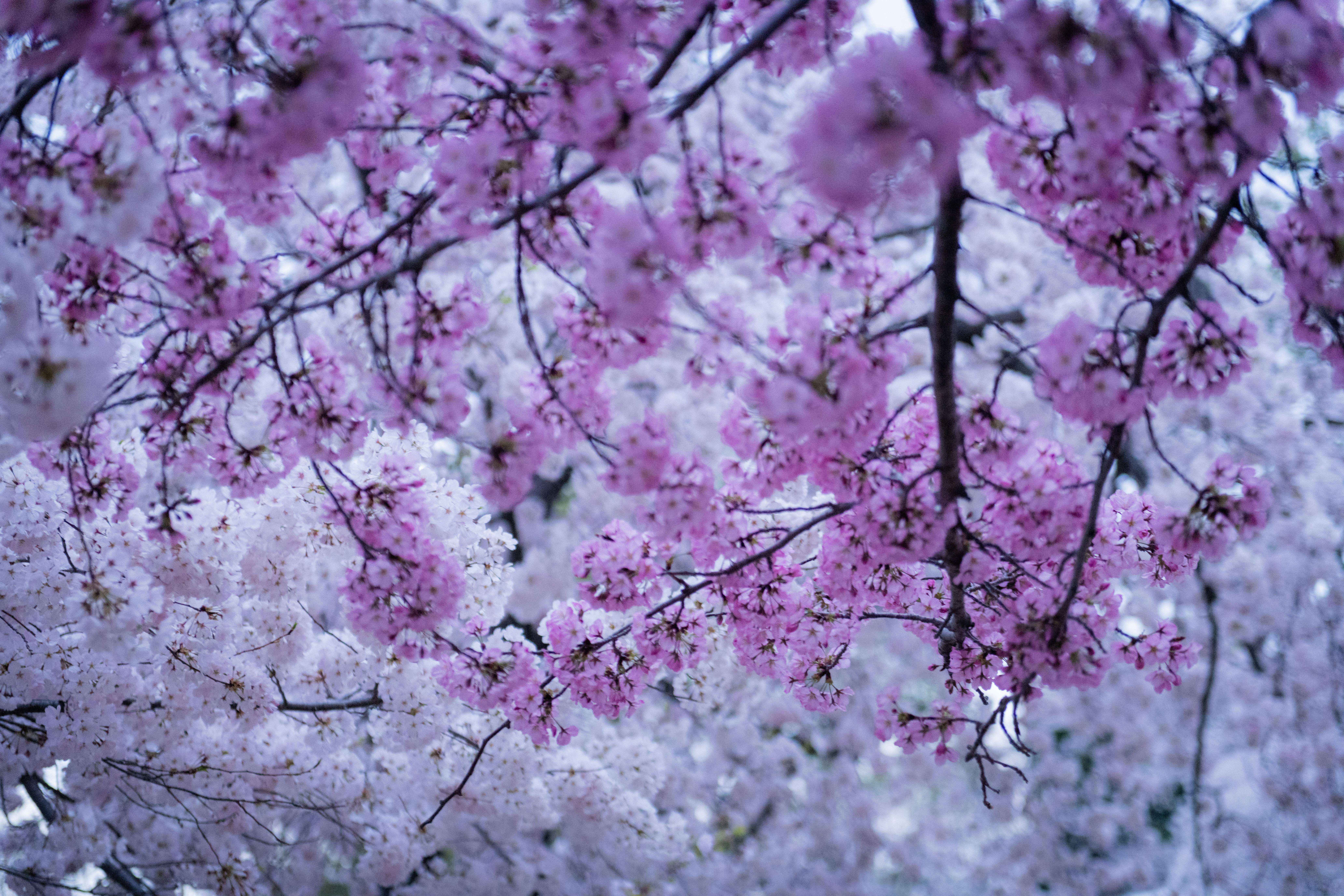 Photo by sriniunsplash