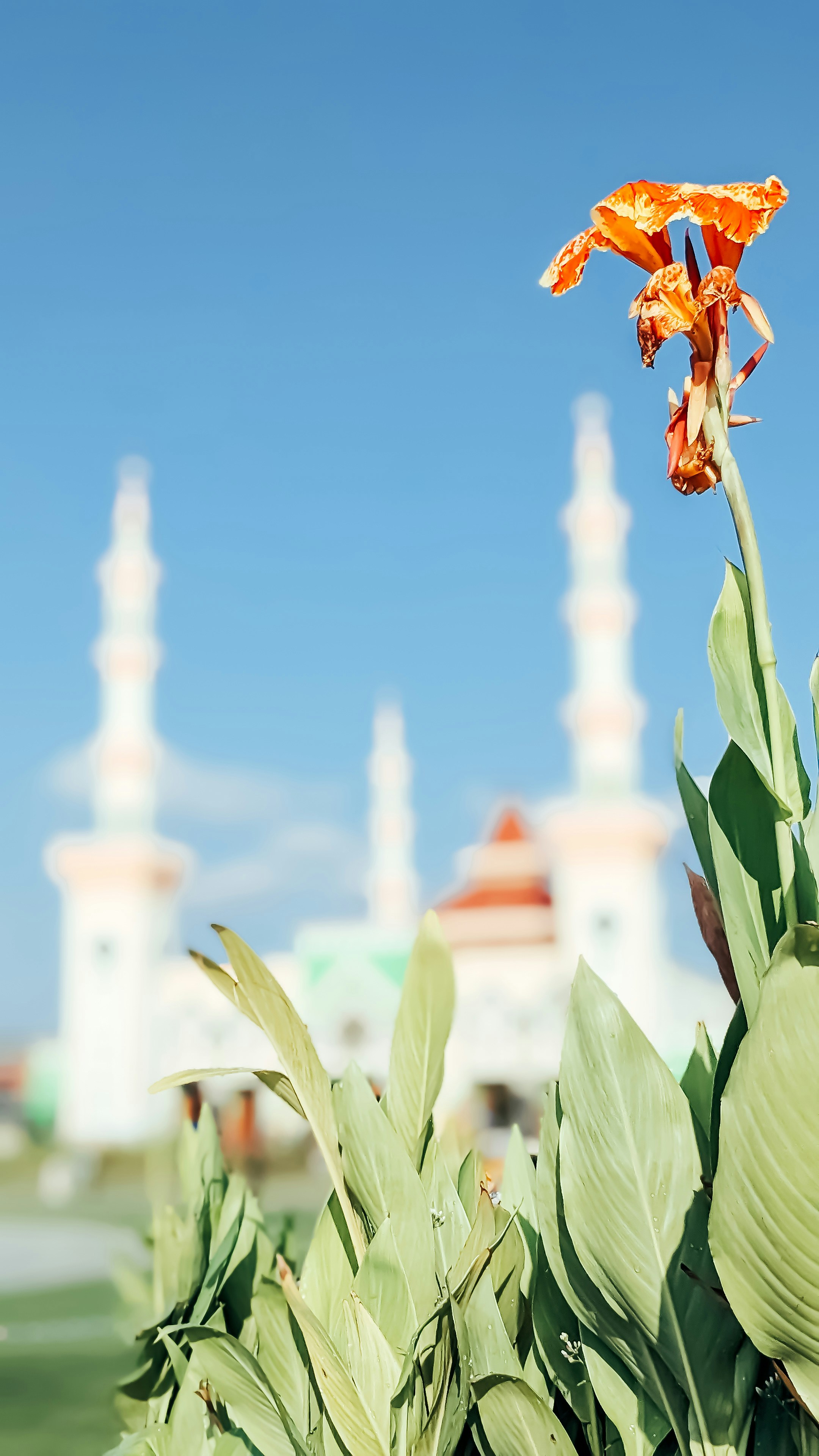 Flower in front of a mosque with blue sky.