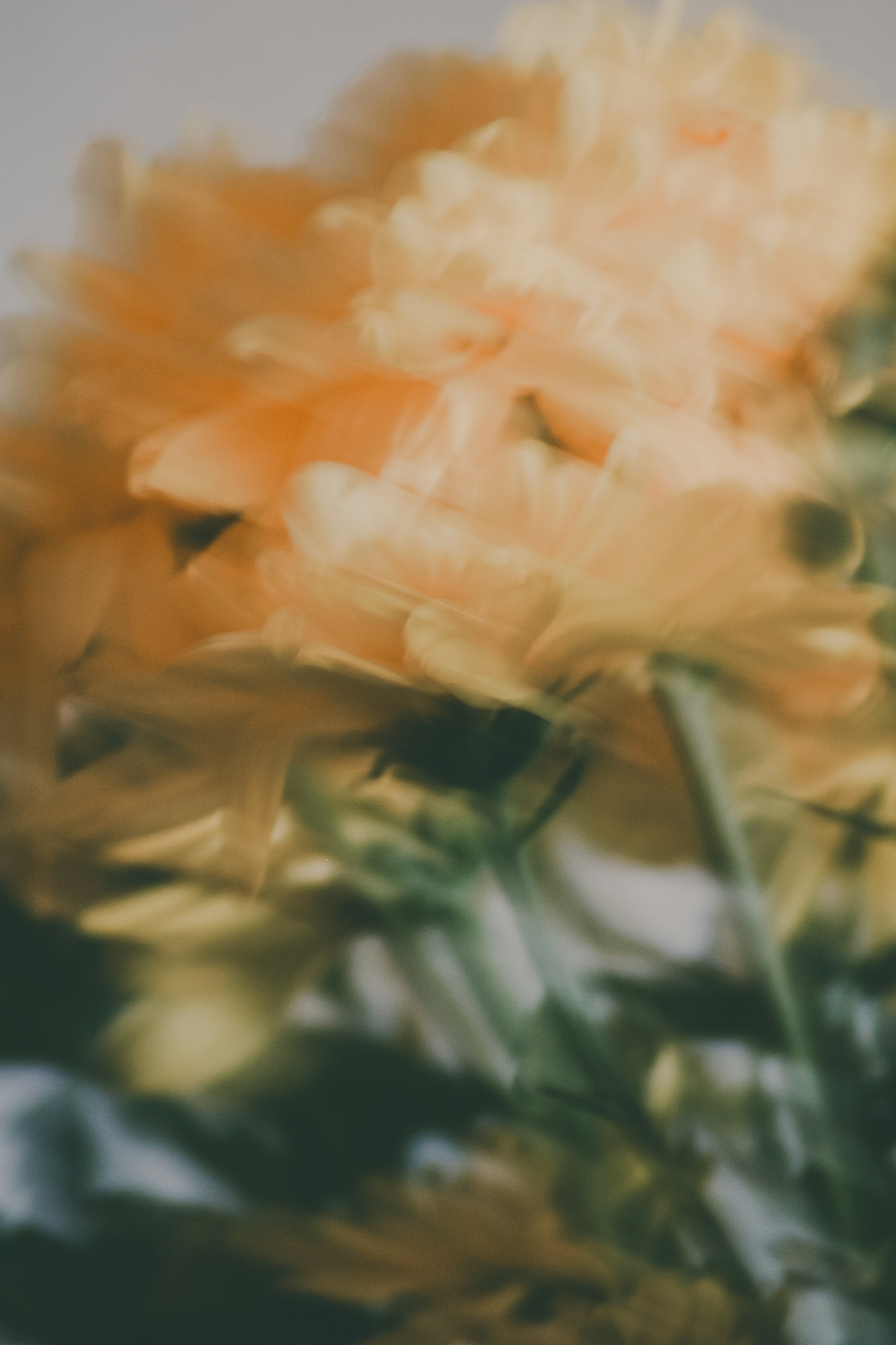 Blurred image of yellow flowers.