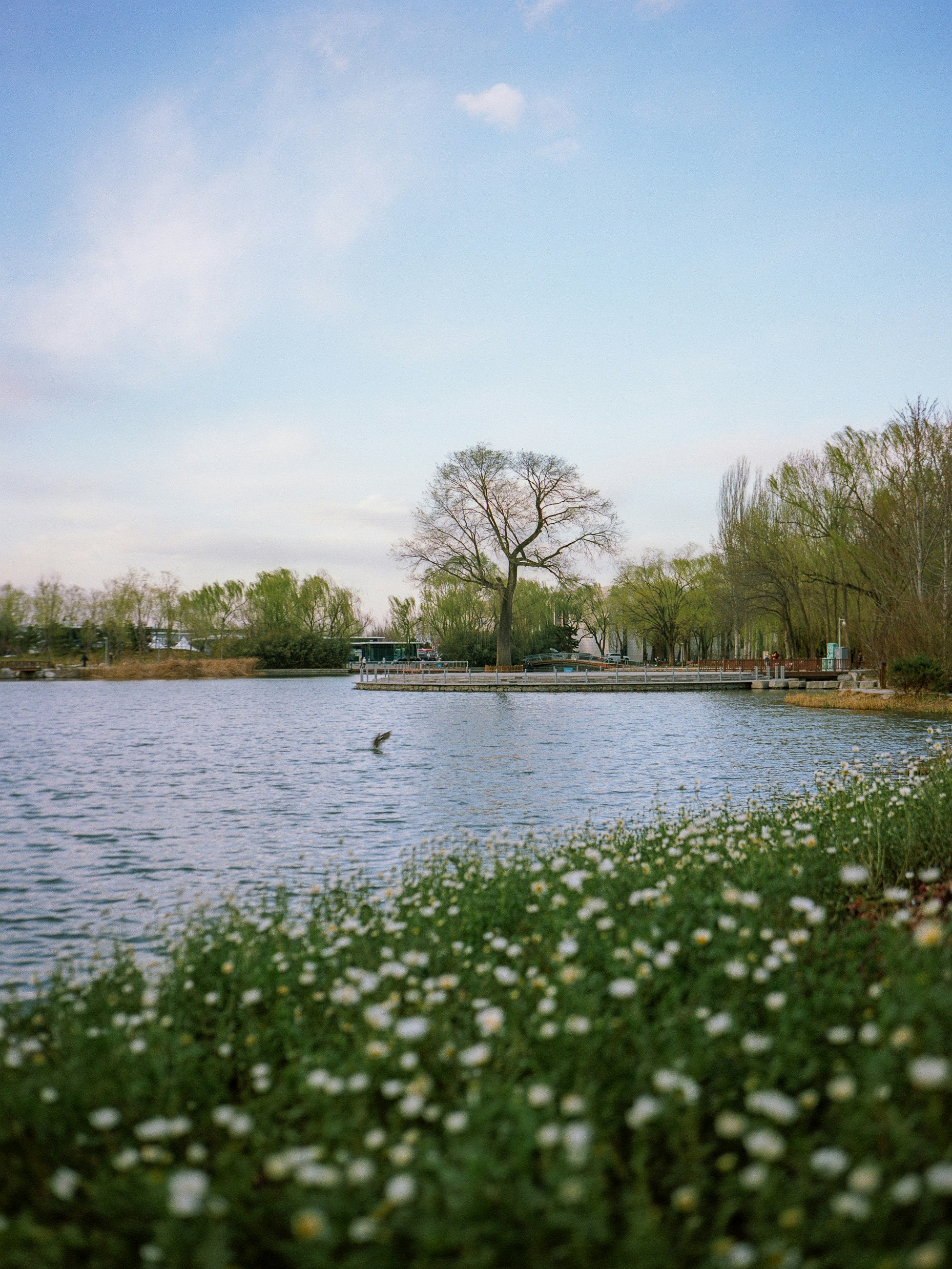 A peaceful lake with flowers and trees.