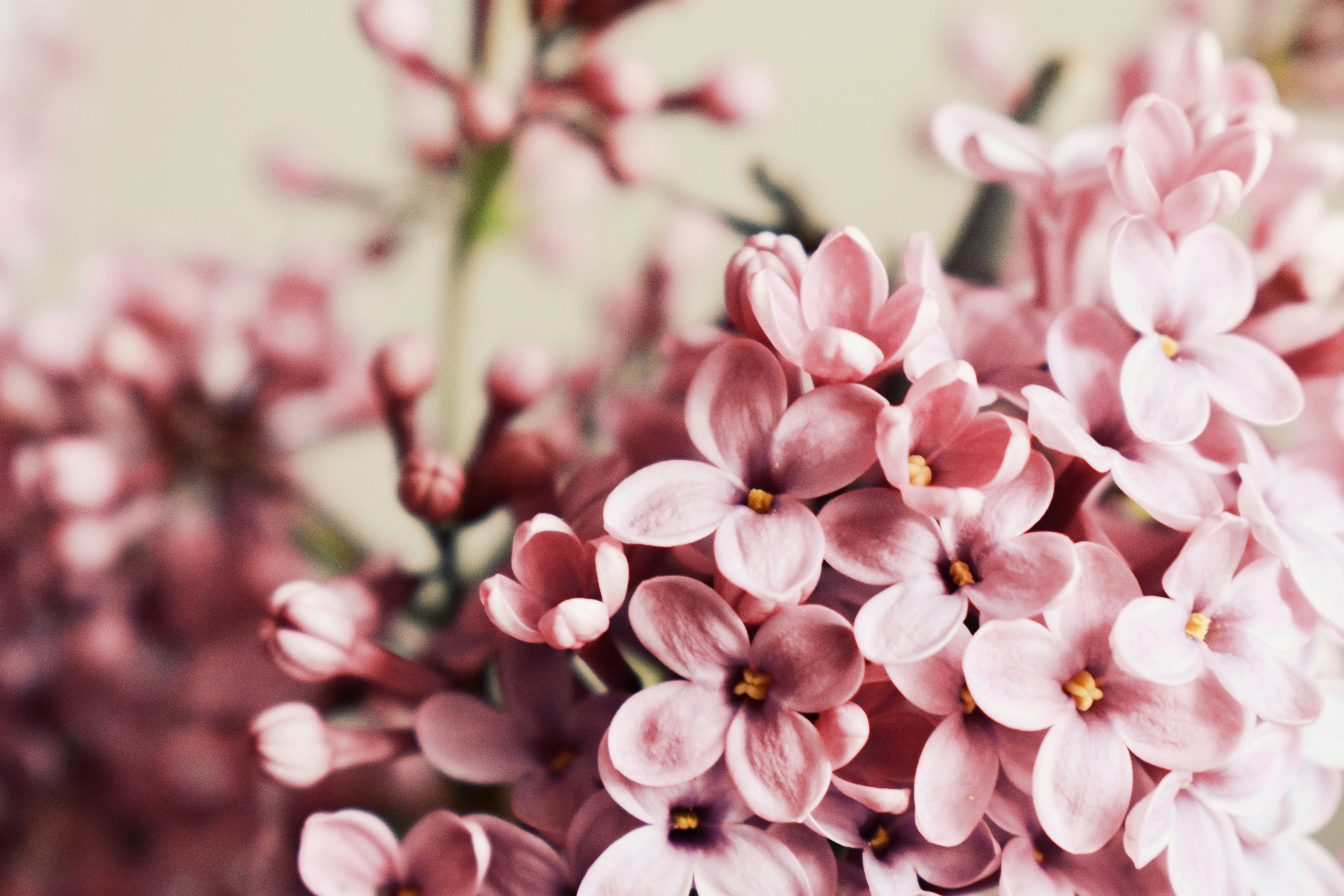 Photo by nisacokokumus