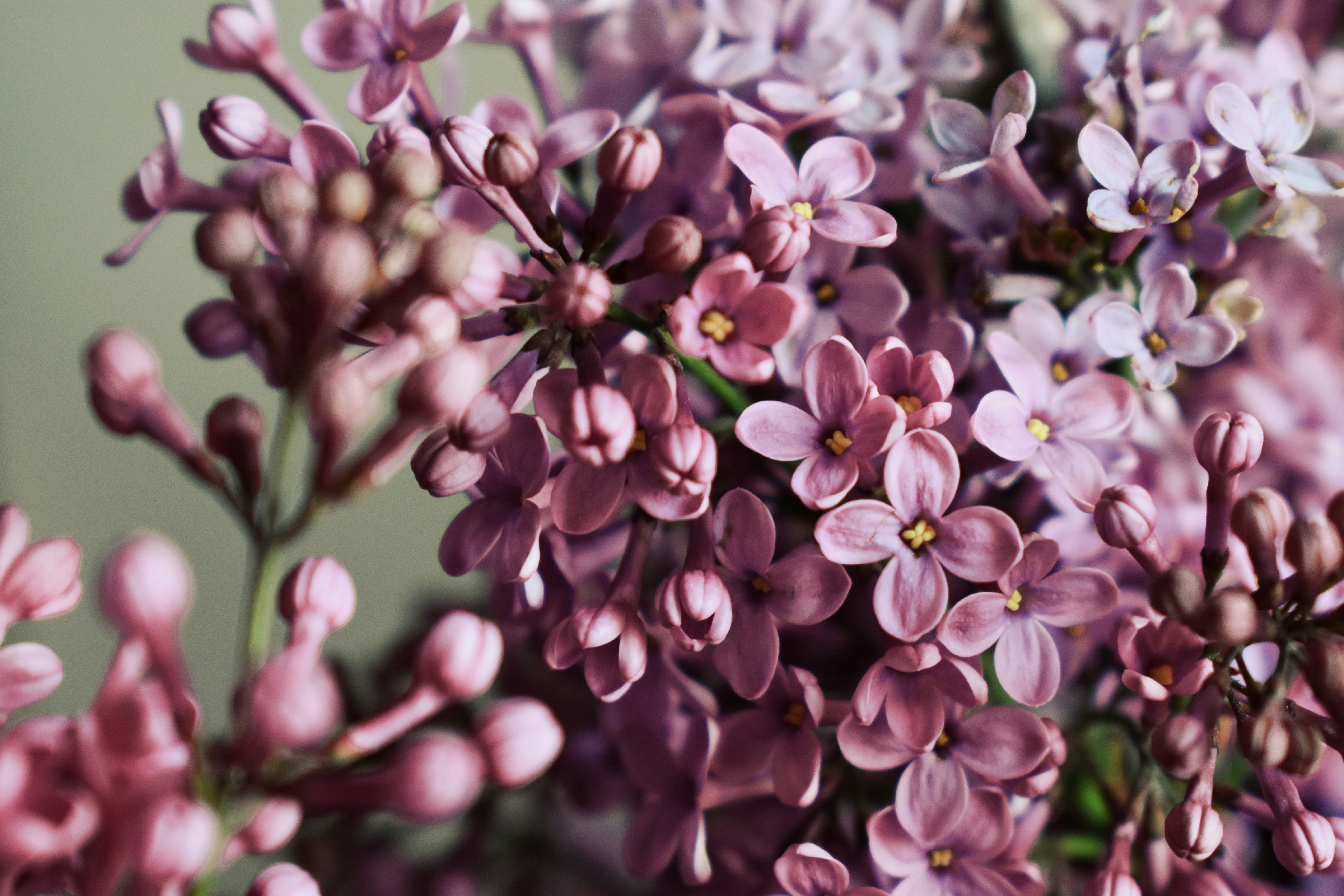 Photo by nisacokokumus