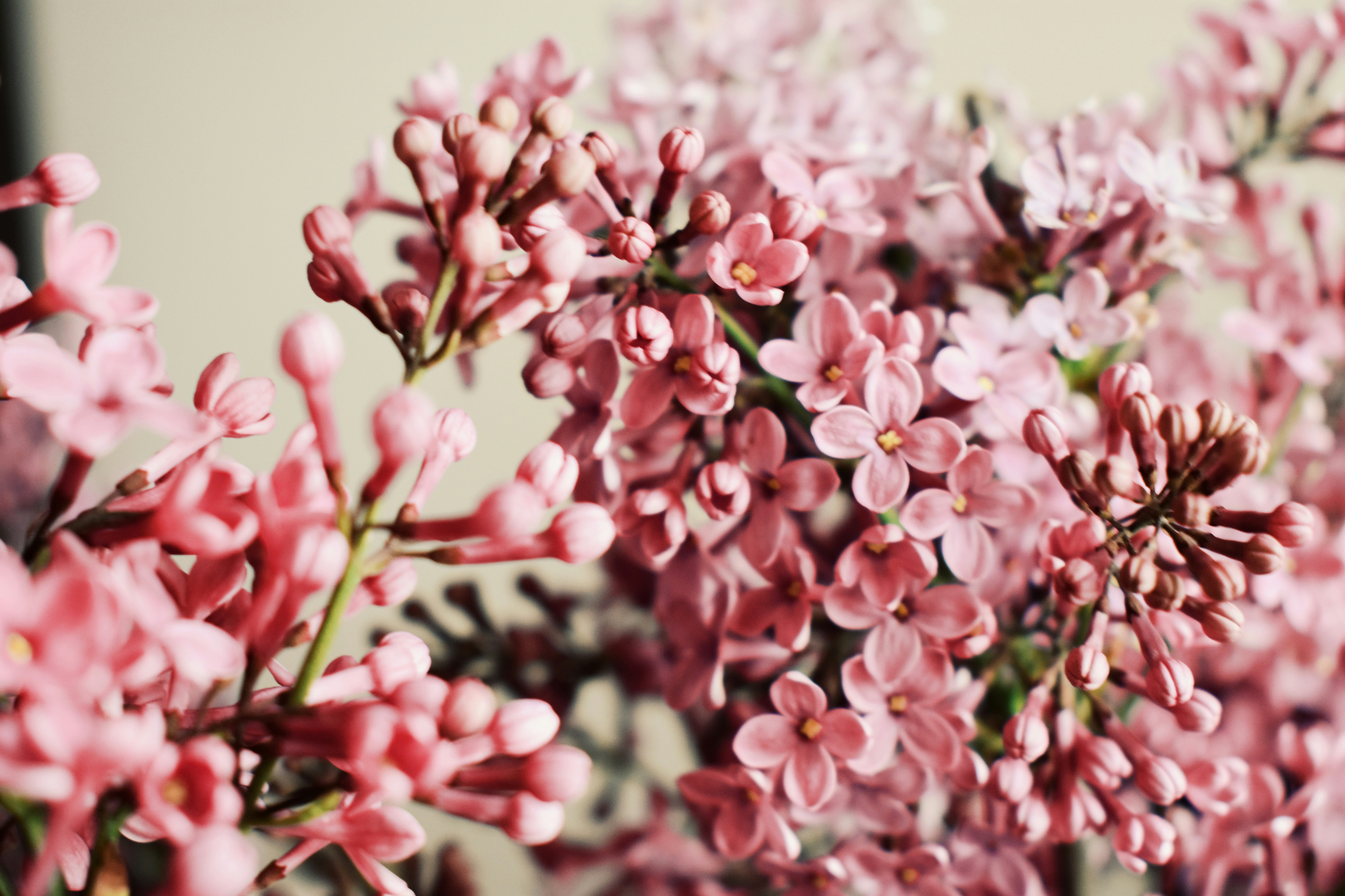 Photo by nisacokokumus