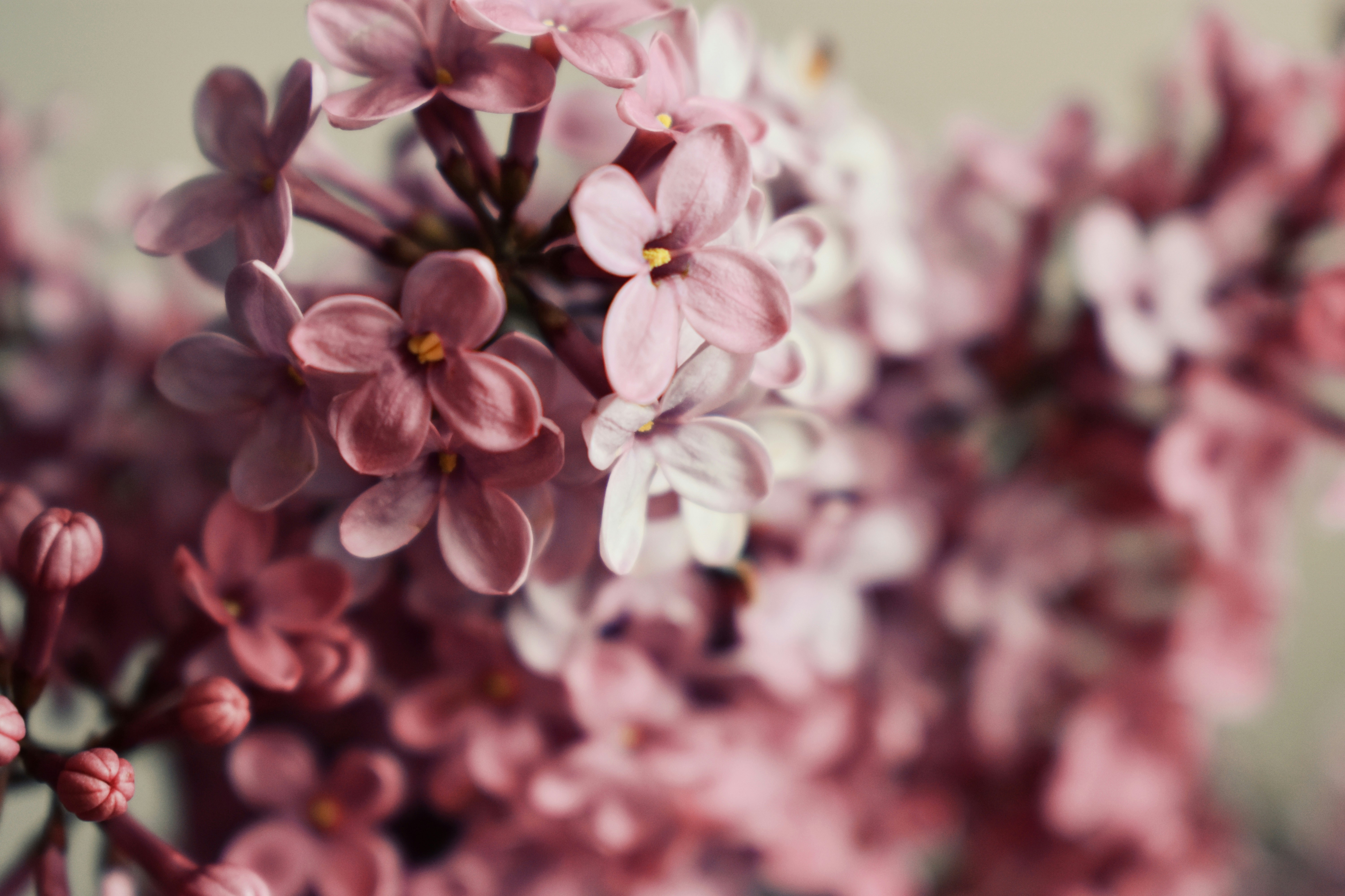 Photo by nisacokokumus