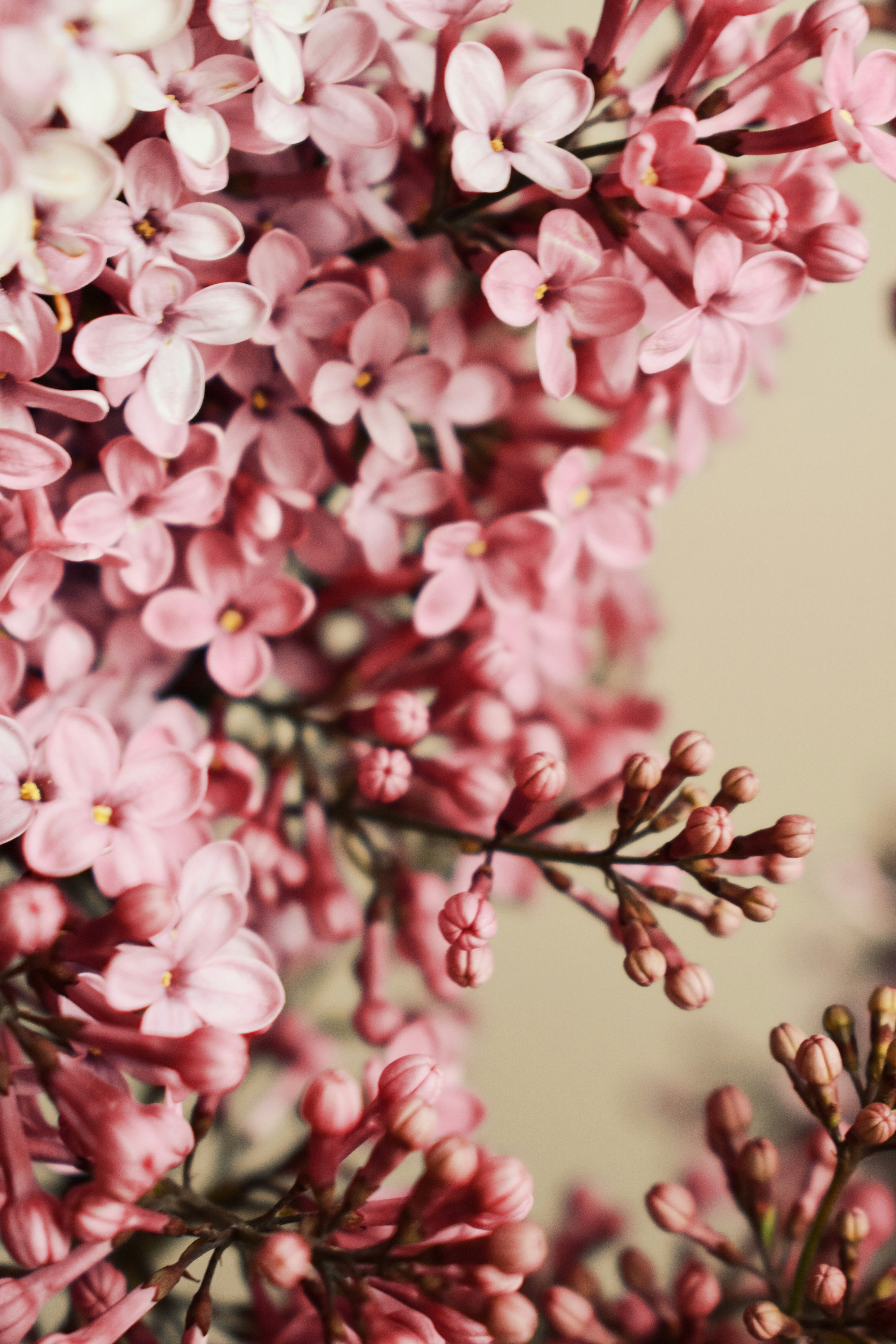 Photo by nisacokokumus