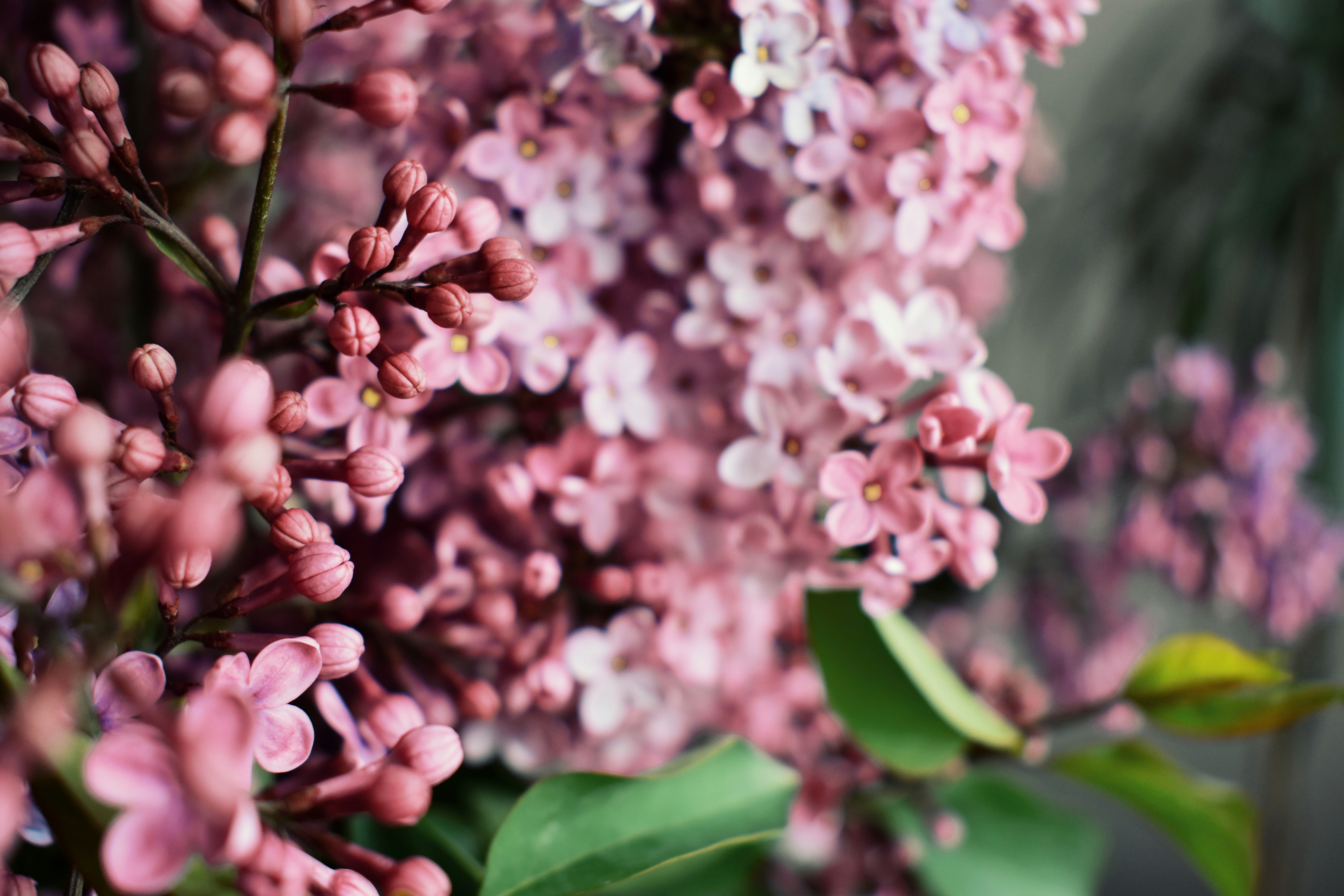 Photo by nisacokokumus