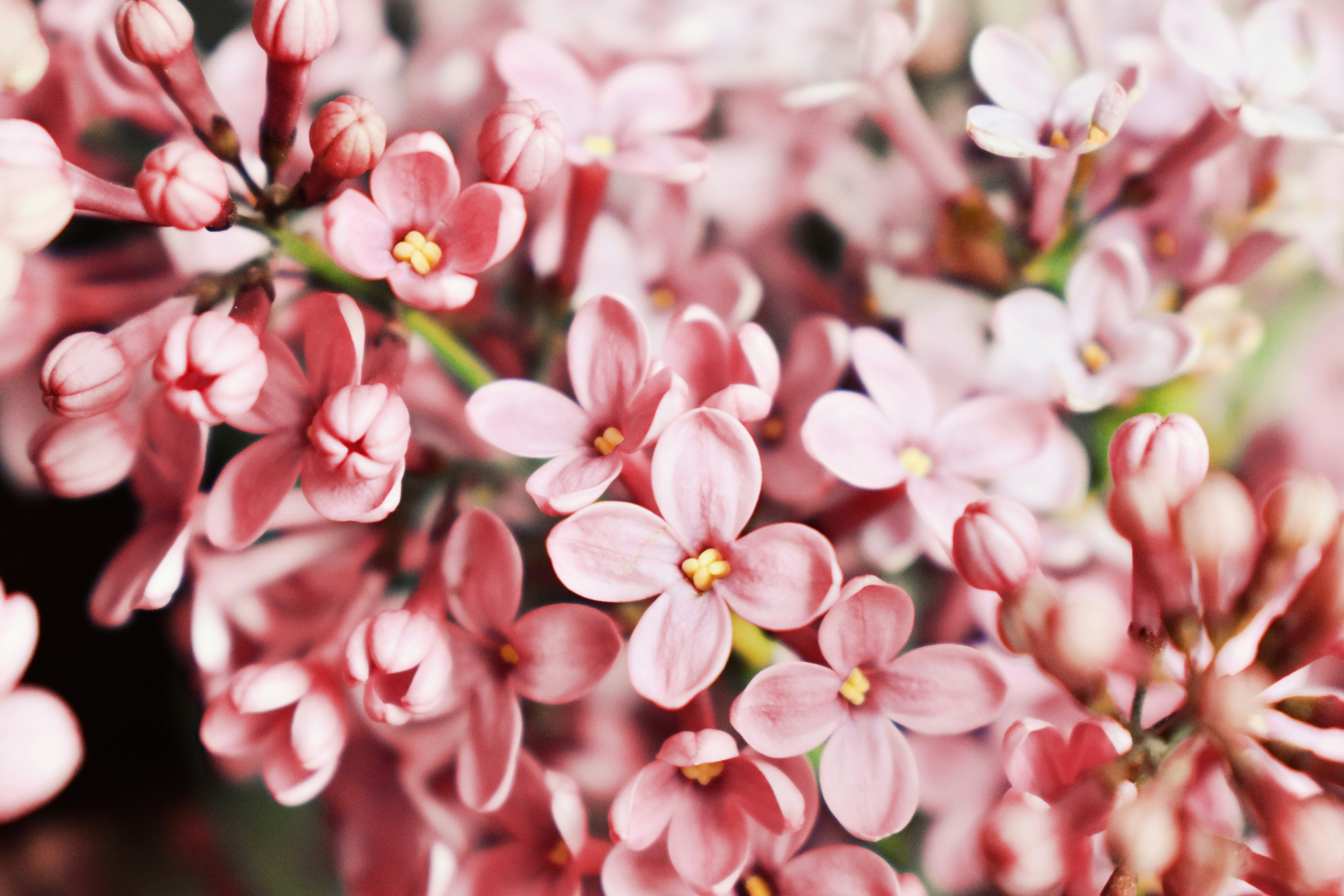 Photo by nisacokokumus