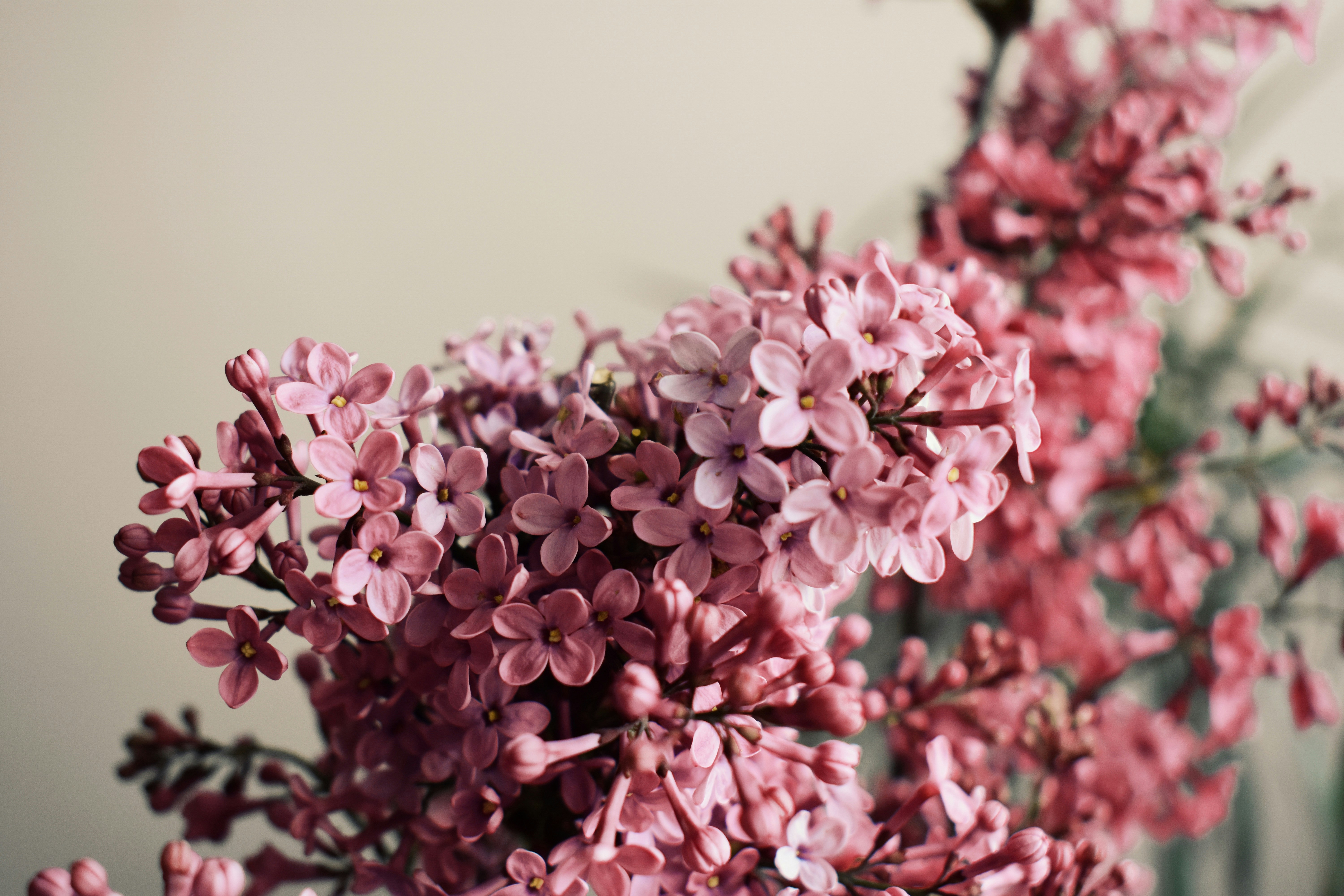 Photo by nisacokokumus