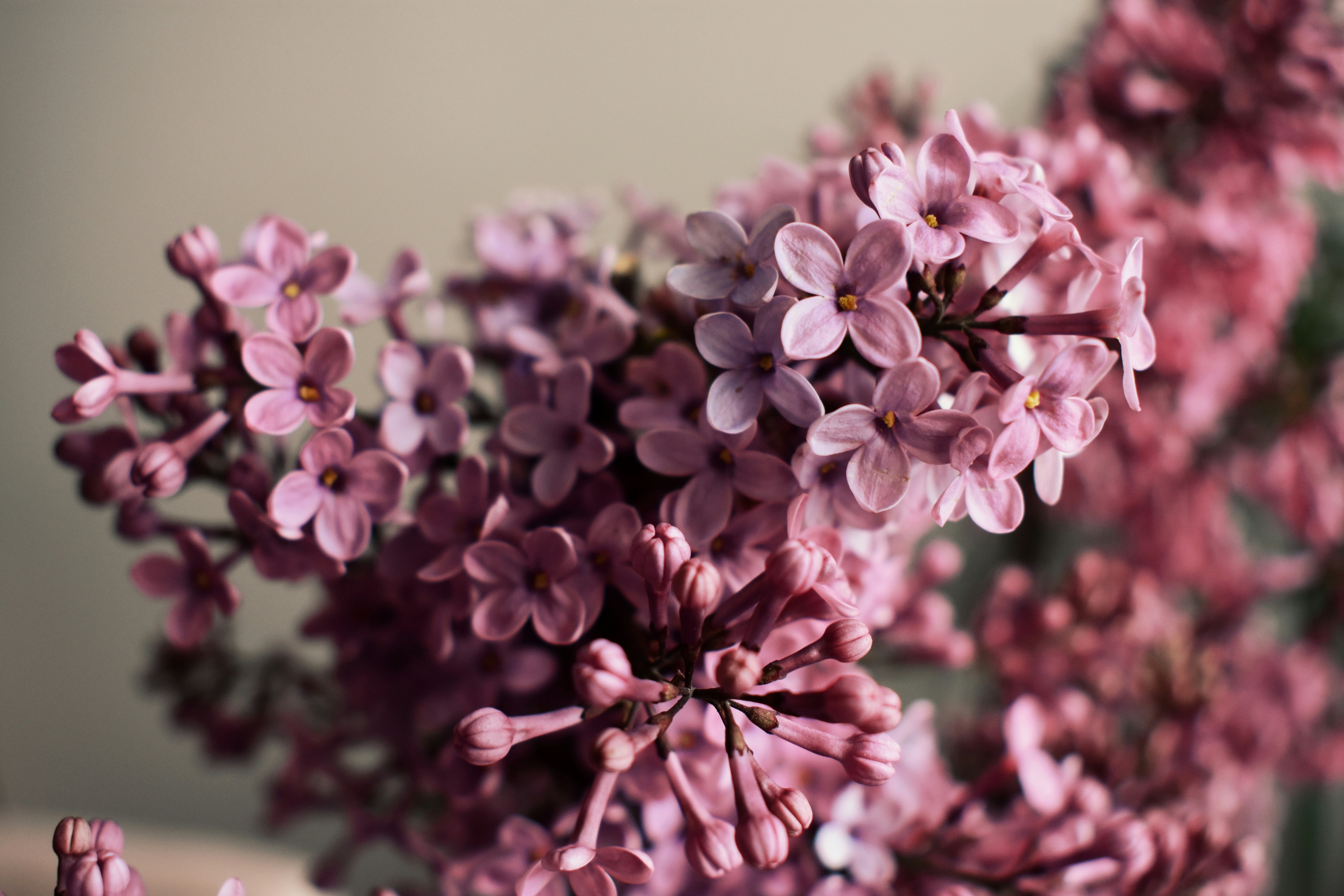 Photo by nisacokokumus