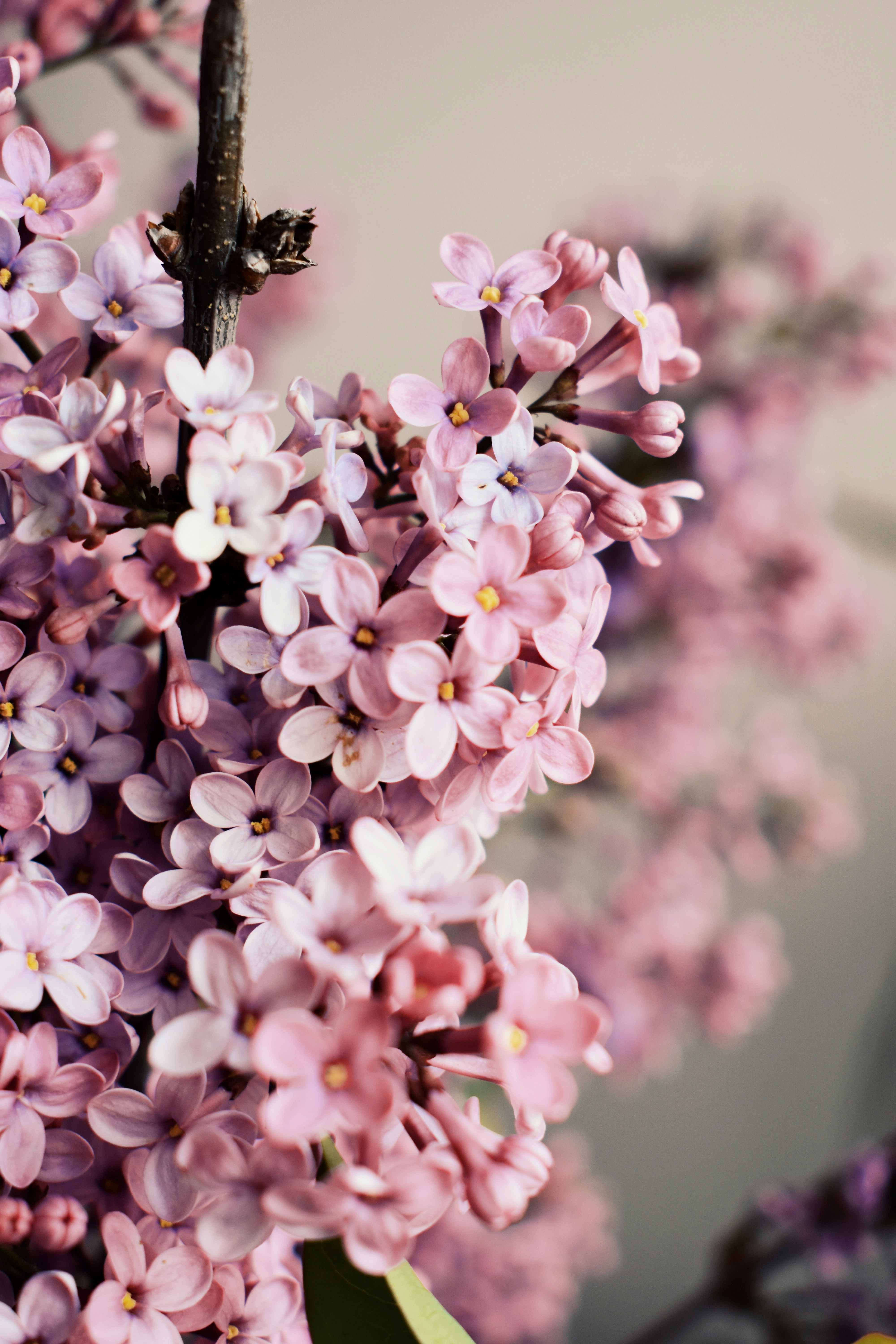 Photo by nisacokokumus