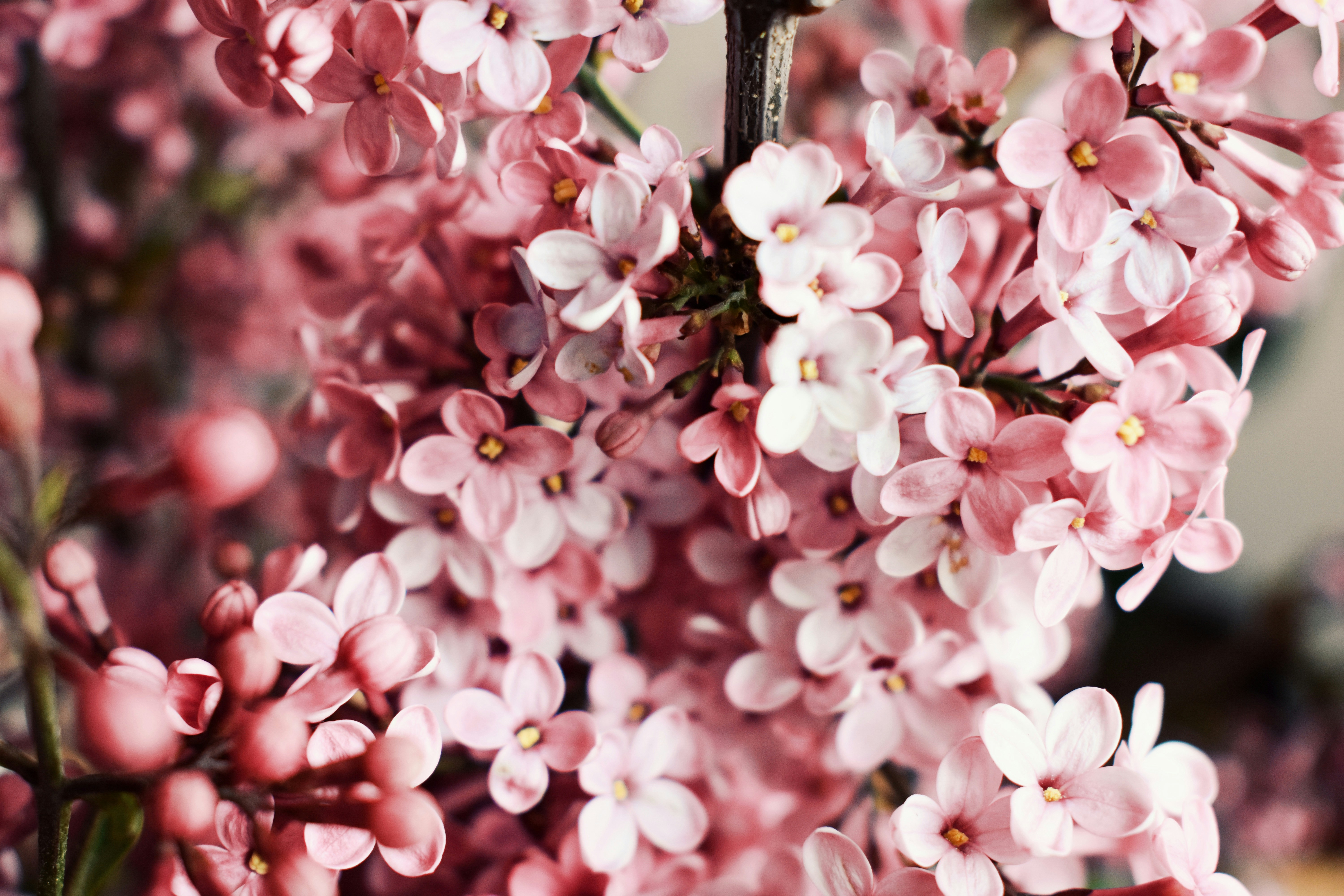 Photo by nisacokokumus