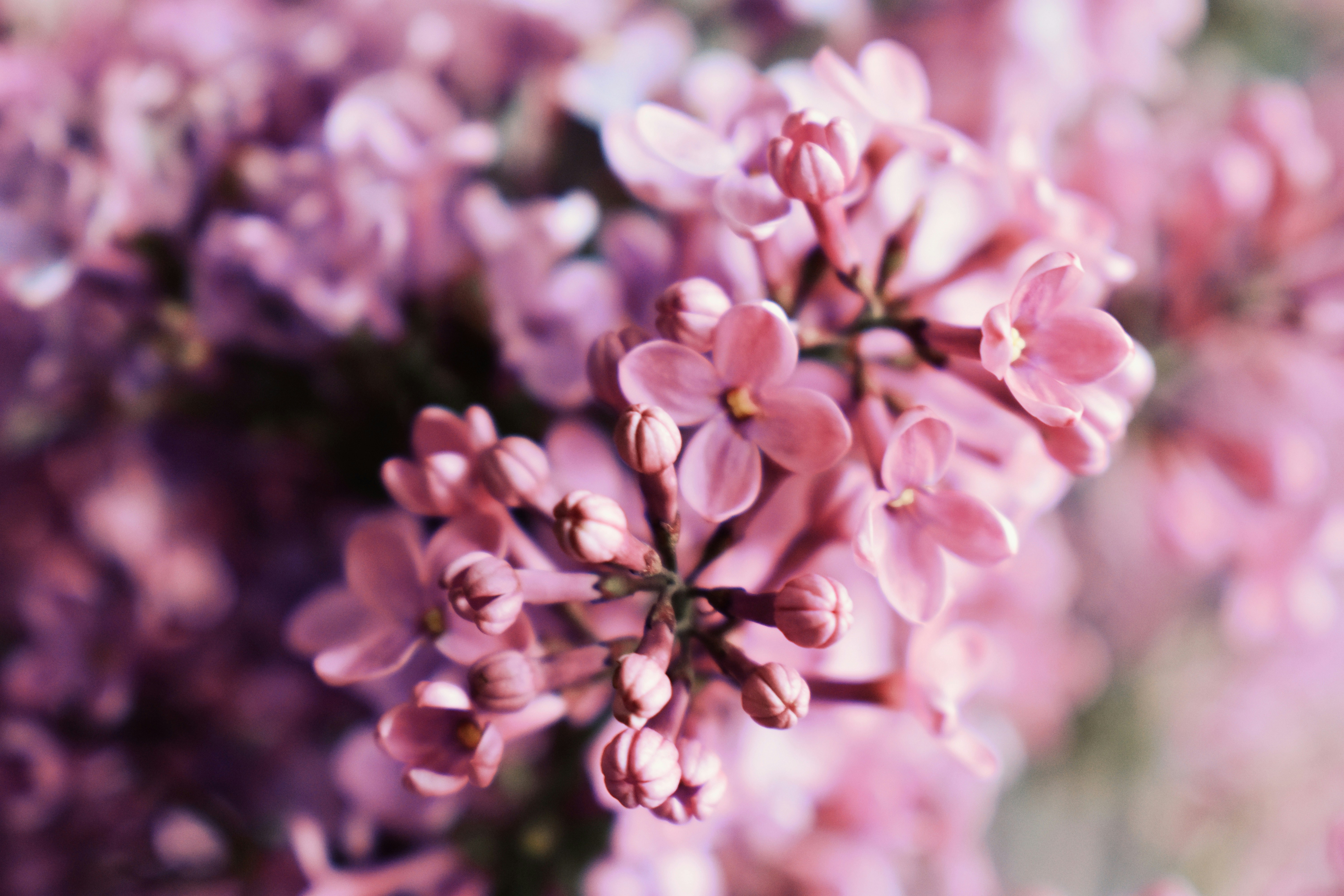 Photo by nisacokokumus