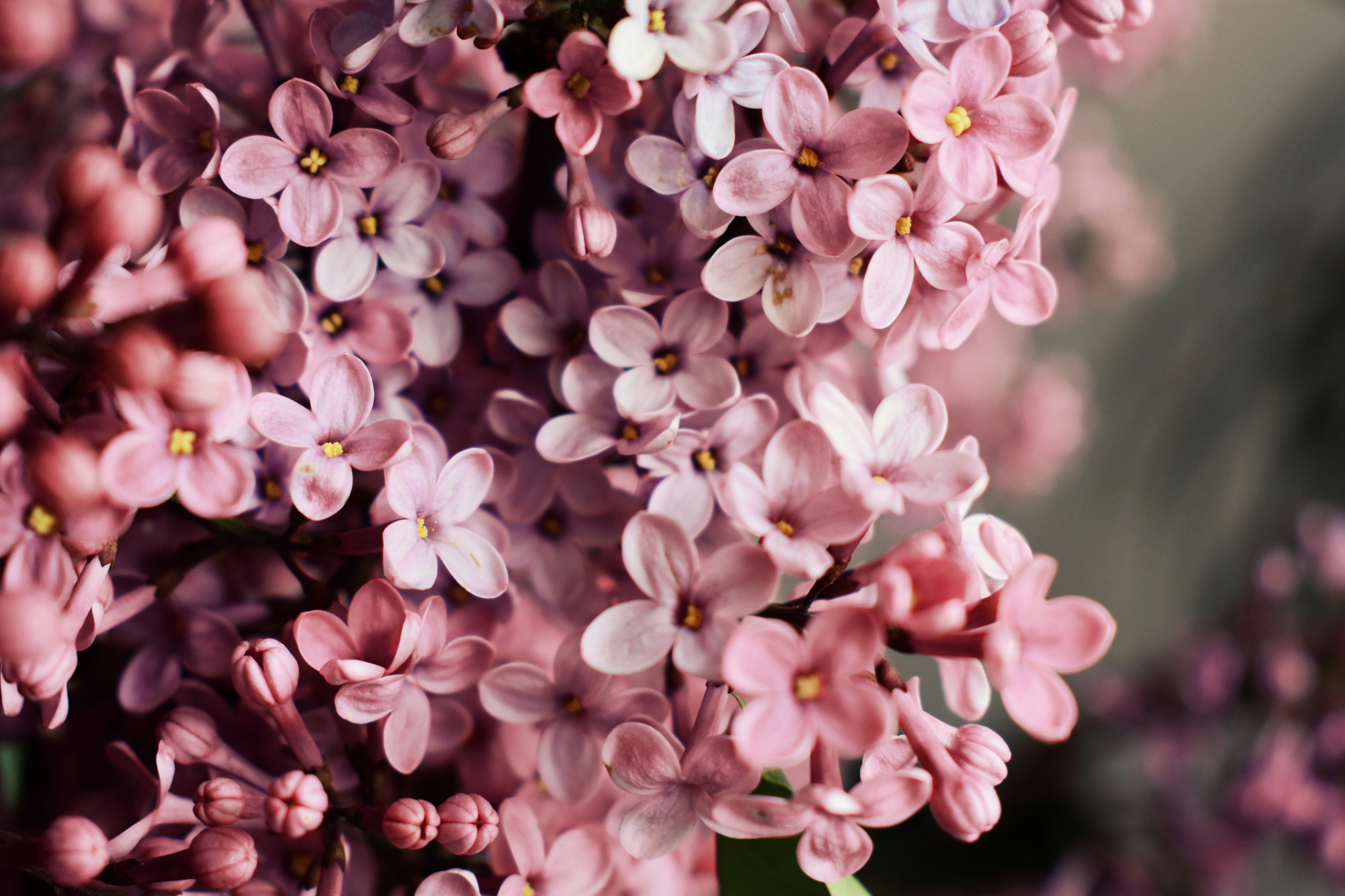 Photo by nisacokokumus