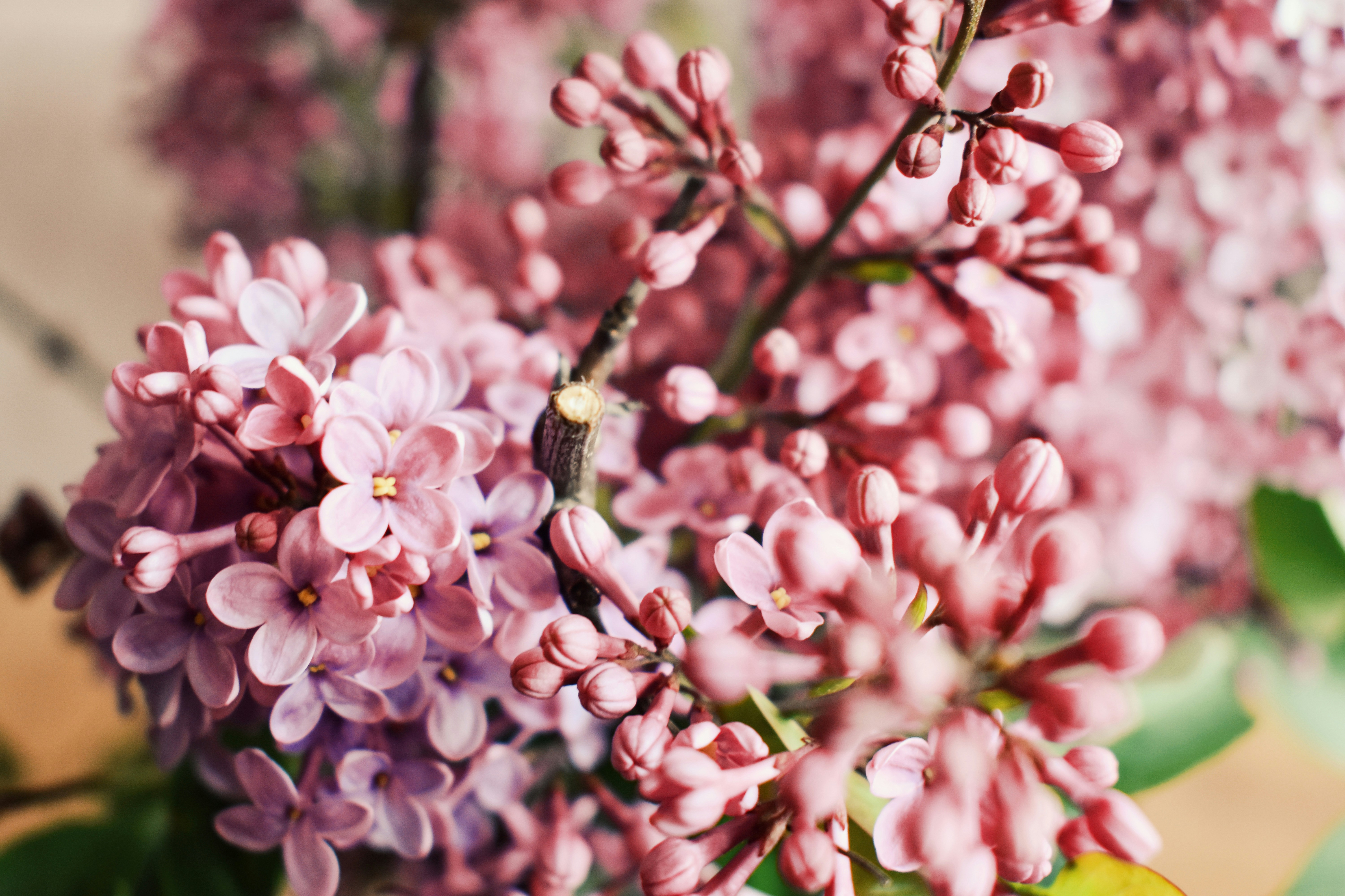 Photo by nisacokokumus