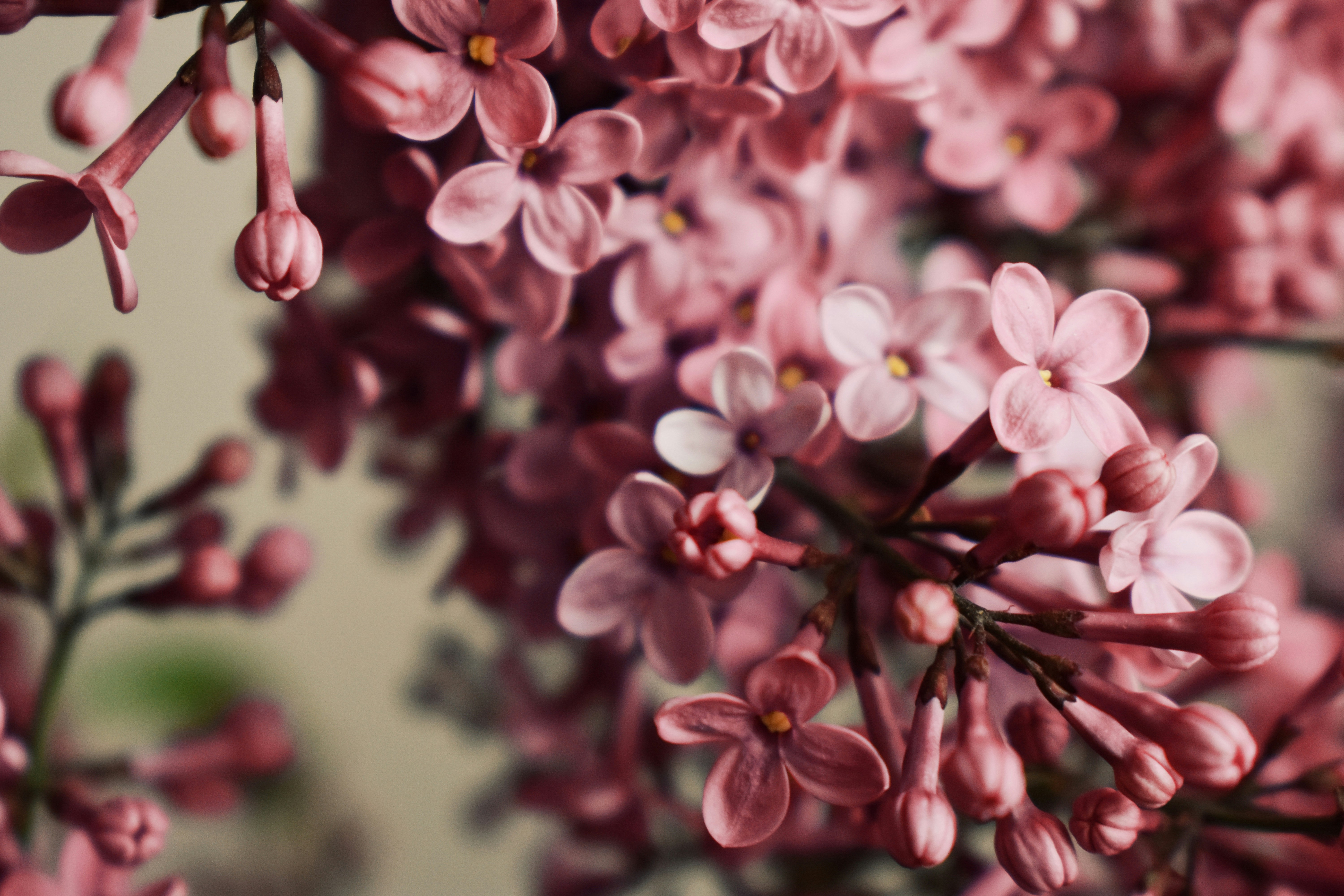 Photo by nisacokokumus