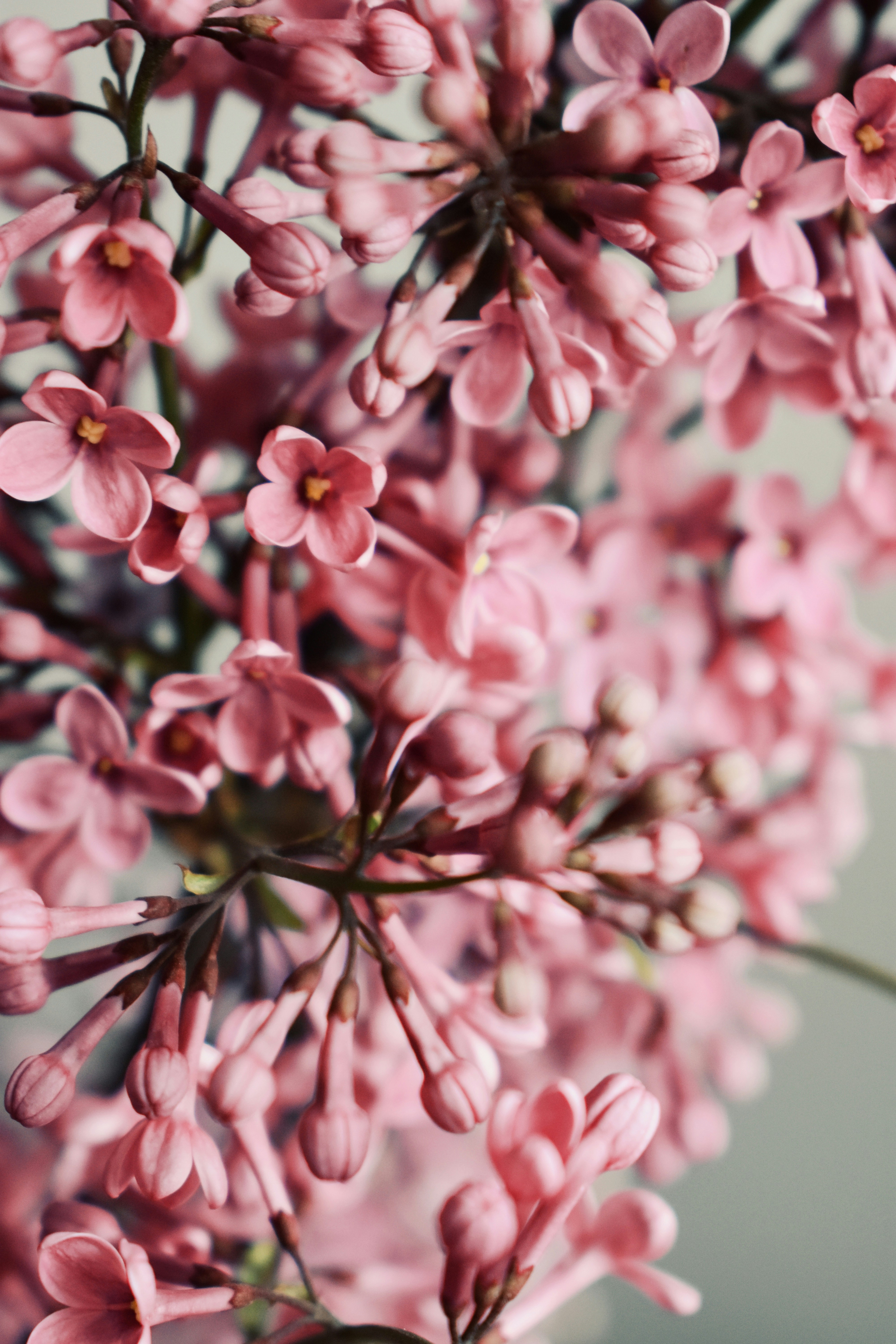 Photo by nisacokokumus