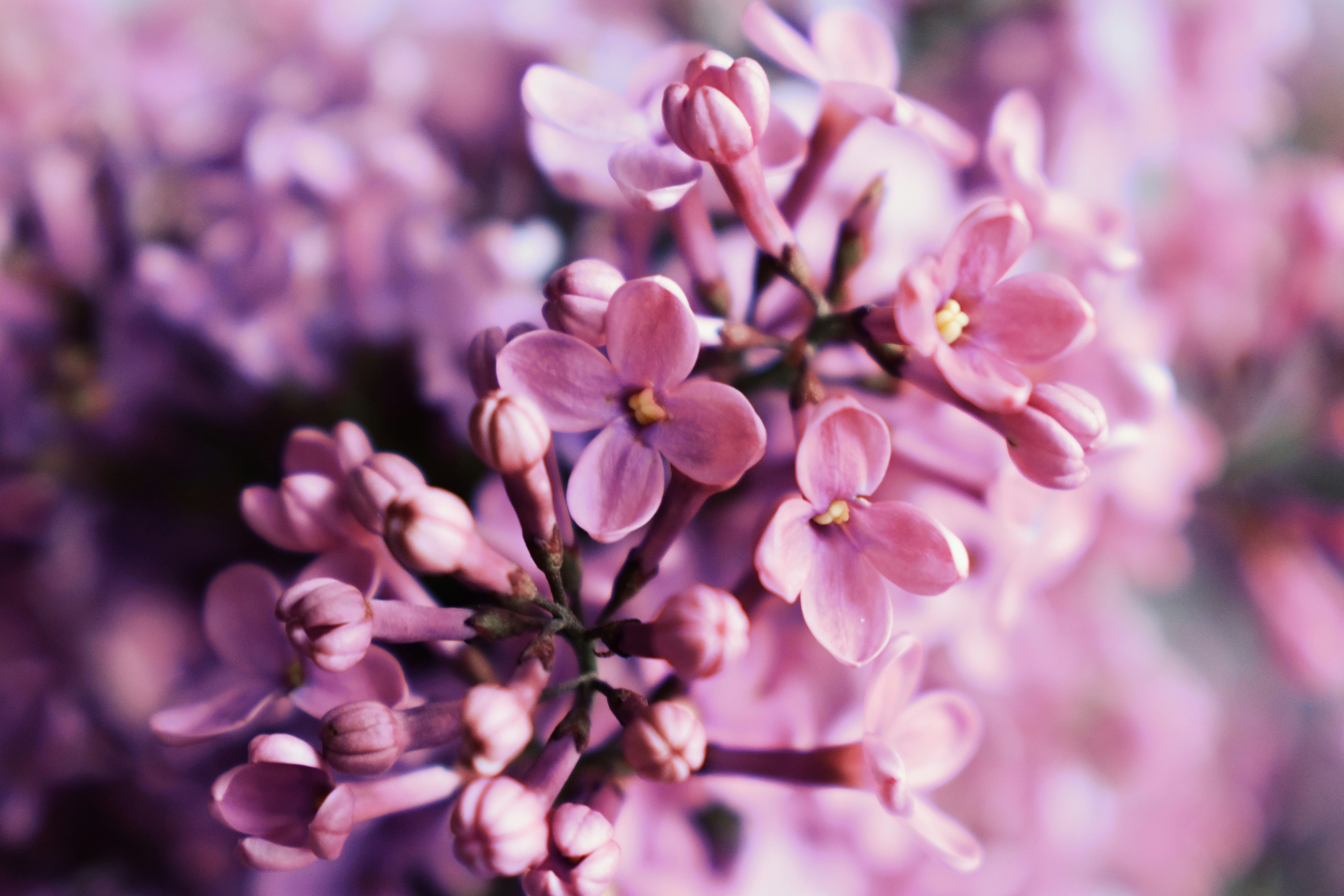 Photo by nisacokokumus