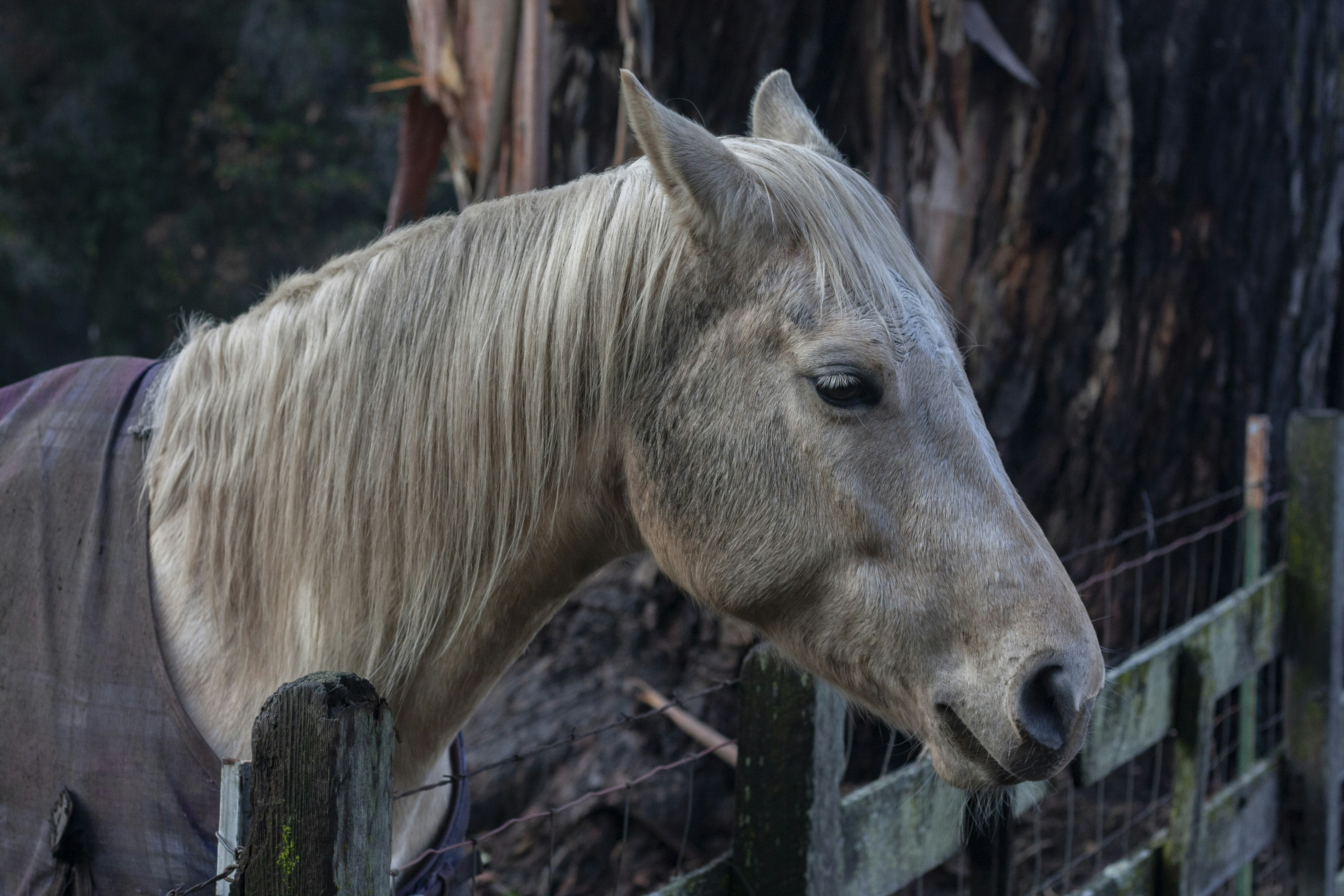 A white horse stands near a fence.