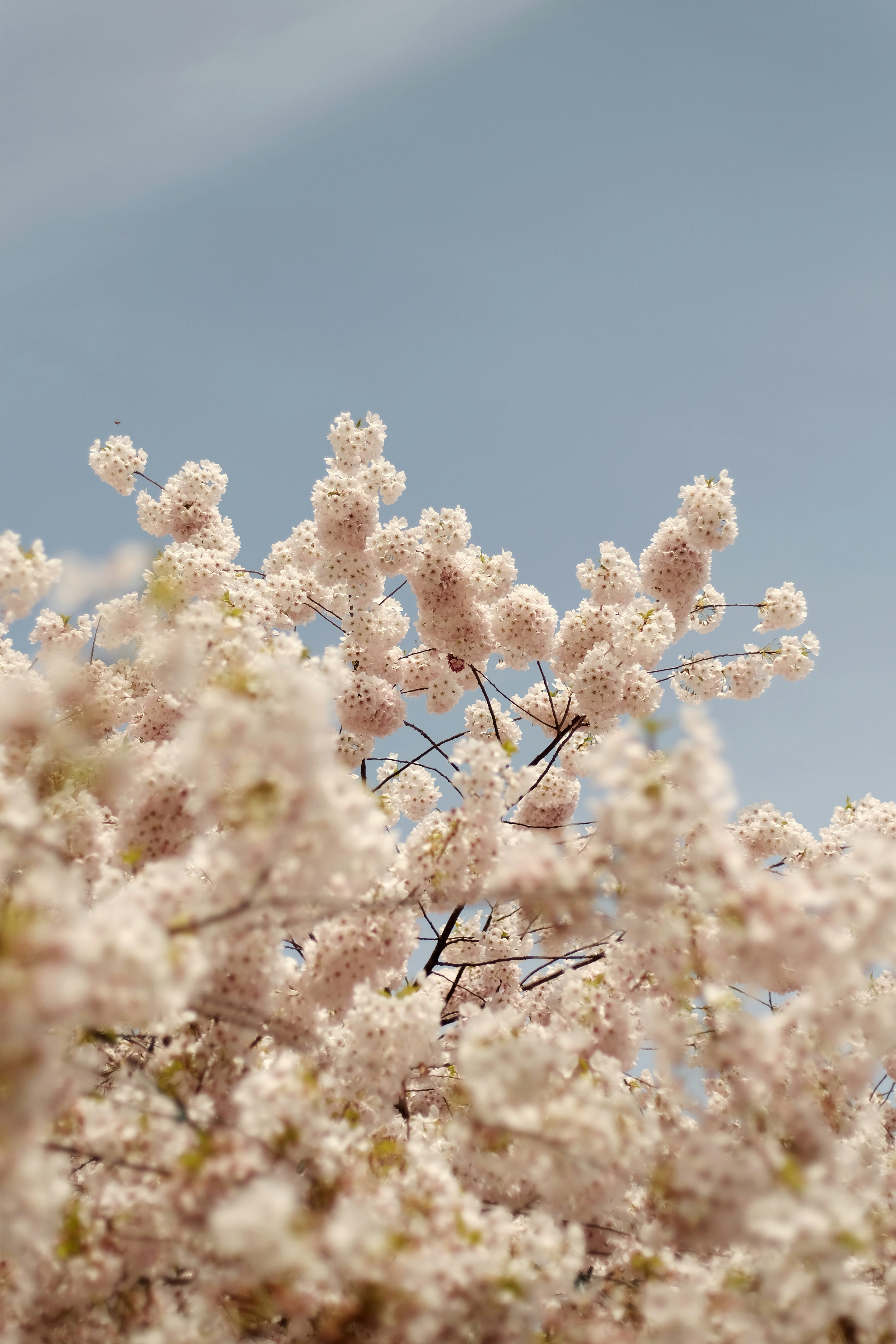 Cherry blossoms bloom under a blue sky.