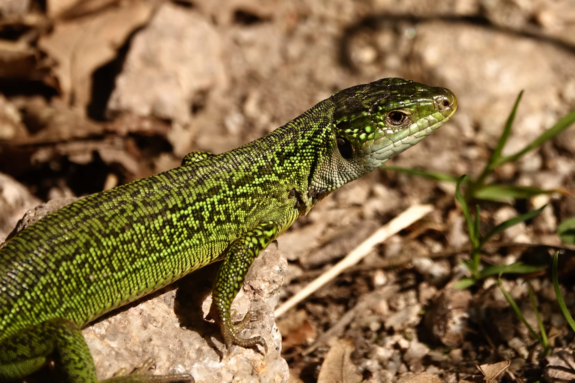 A green lizard rests on a rocky surface.