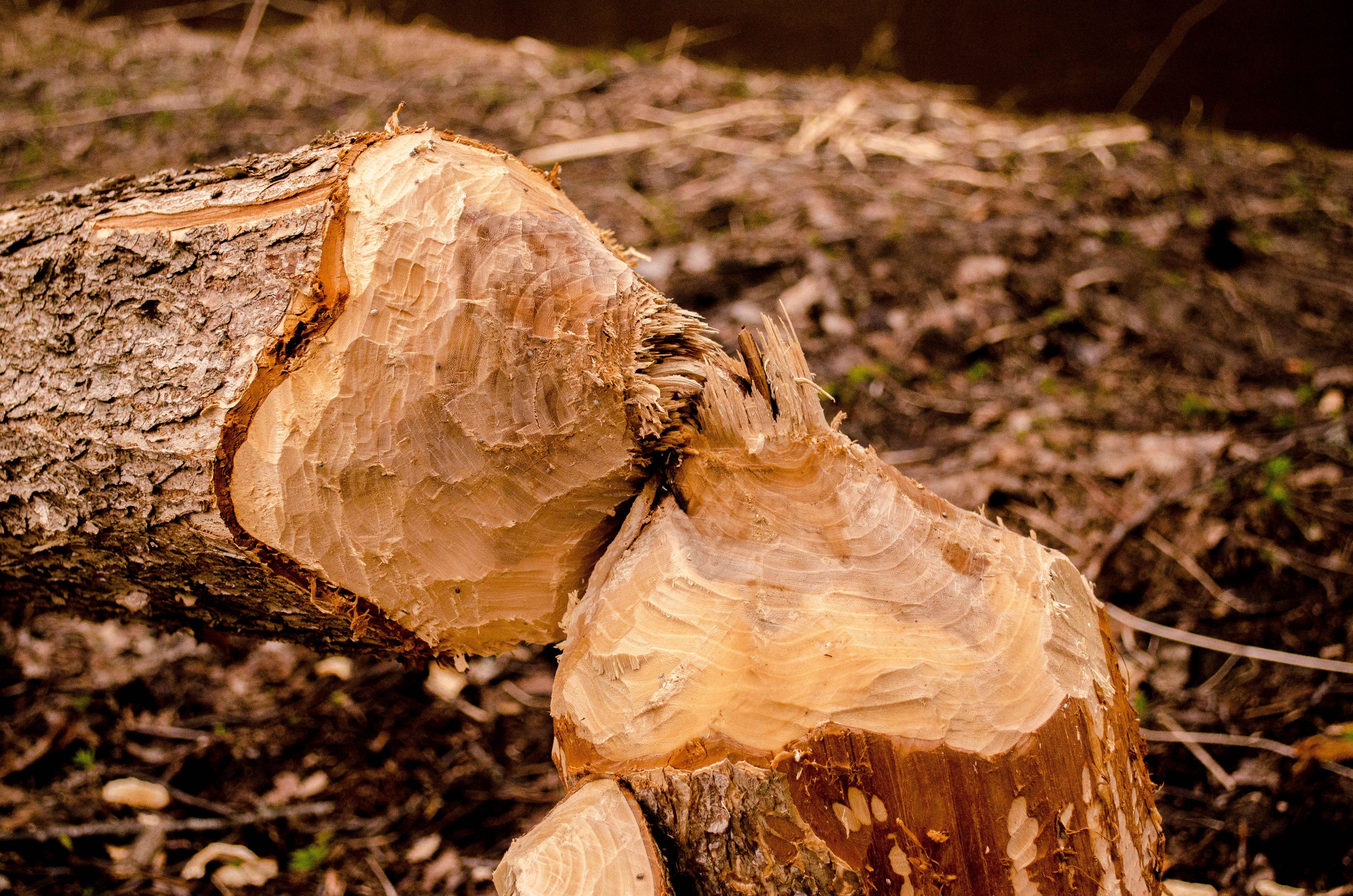 Photo by andrilliardbond