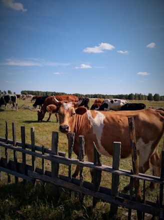 Cows graze peacefully in a bright green field.